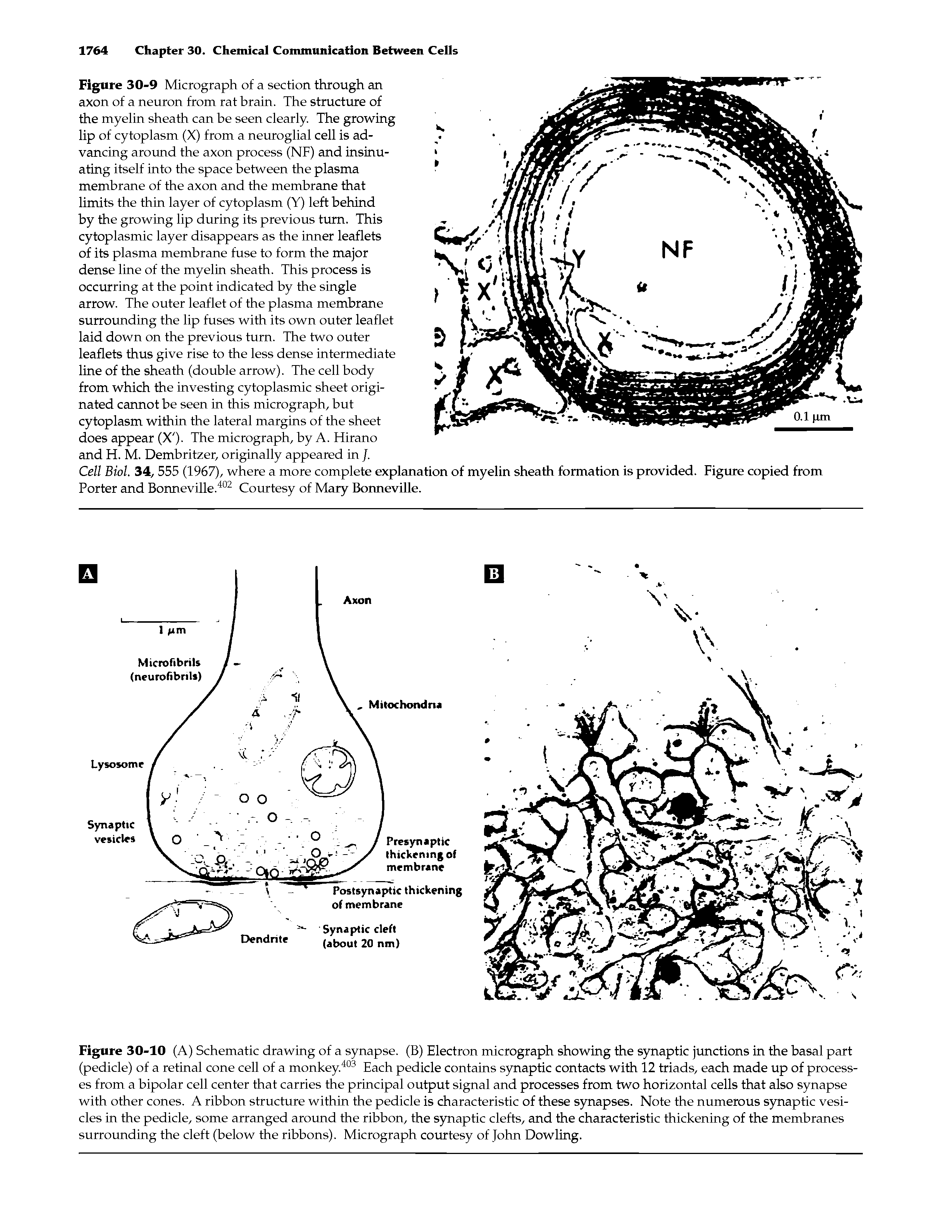 Figure 30-10 (A) Schematic drawing of a synapse. (B) Electron micrograph showing the synaptic junctions in the basal part (pedicle) of a retinal cone cell of a monkey.403 Each pedicle contains synaptic contacts with 12 triads, each made up of processes from a bipolar cell center that carries the principal output signal and processes from two horizontal cells that also synapse with other cones. A ribbon structure within the pedicle is characteristic of these synapses. Note the numerous synaptic vesicles in the pedicle, some arranged around the ribbon, the synaptic clefts, and the characteristic thickening of the membranes surrounding the cleft (below the ribbons). Micrograph courtesy of John Dowling.