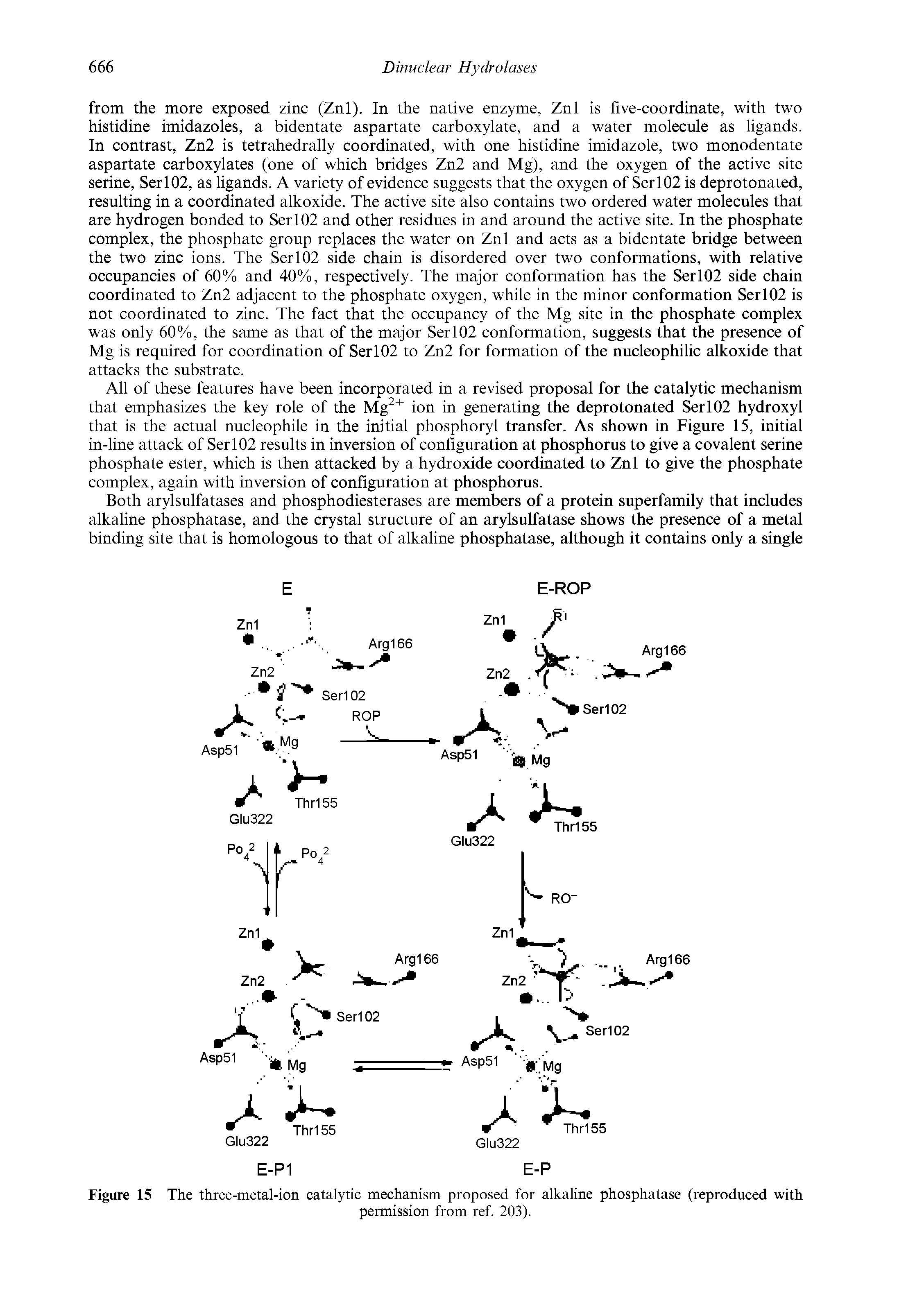 Figure 15 The three-metal-ion catalytic mechanism proposed for alkaline phosphatase (reproduced with...