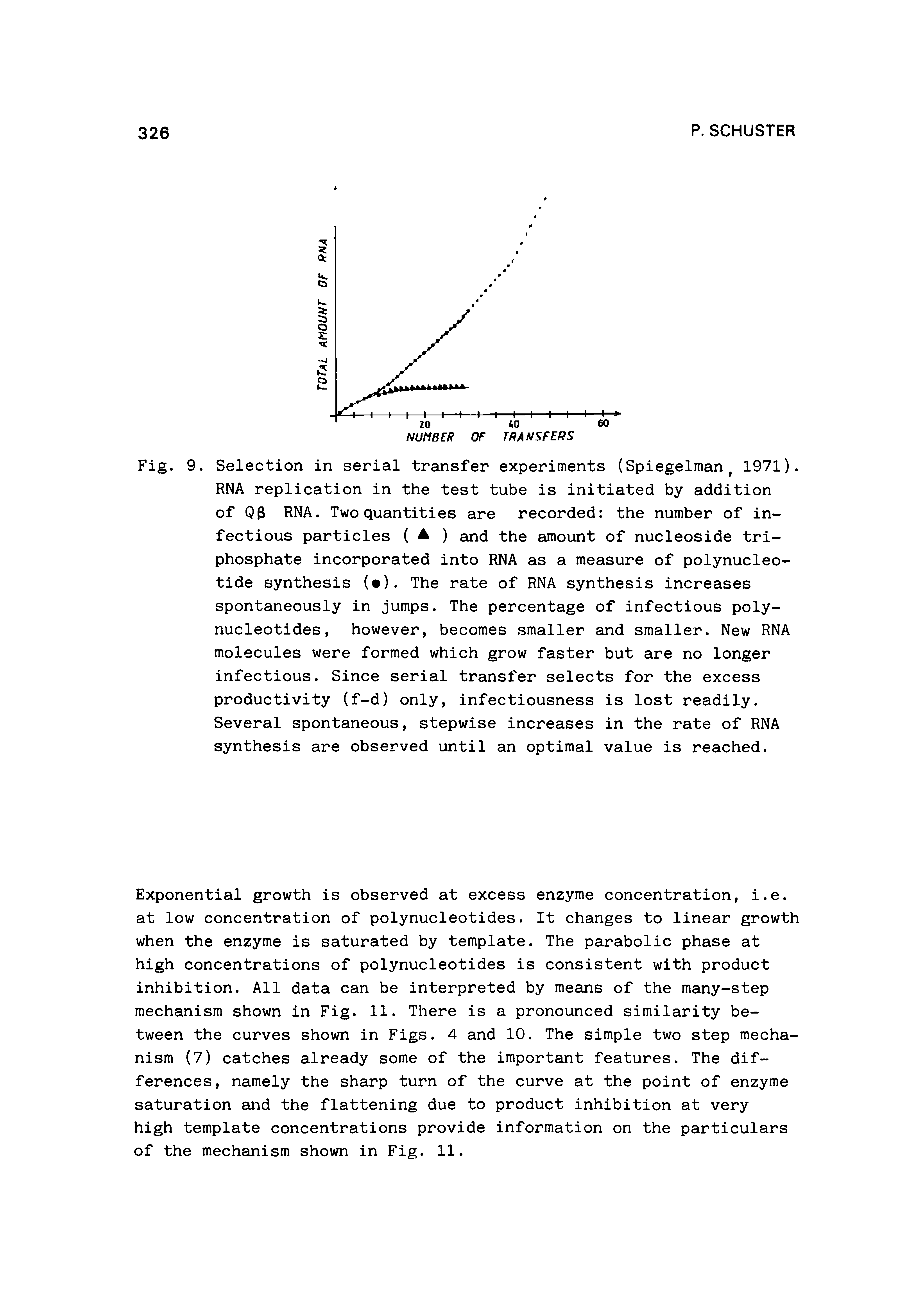 Fig. 9. Selection in serial transfer experiments (Spiegelman, 1971). RNA replication in the test tube is initiated by addition of Q RNA. Two quantities are recorded the number of infectious particles ( A ) and the amount of nucleoside triphosphate incorporated into RNA as a measure of polynucleotide synthesis ( ). The rate of RNA synthesis increases spontaneously in jumps. The percentage of infectious polynucleotides, however, becomes smaller and smaller. New RNA molecules were formed which grow faster but are no longer infectious. Since serial transfer selects for the excess productivity (f-d) only, infectiousness is lost readily. Several spontaneous, stepwise increases in the rate of RNA synthesis are observed until an optimal value is reached.