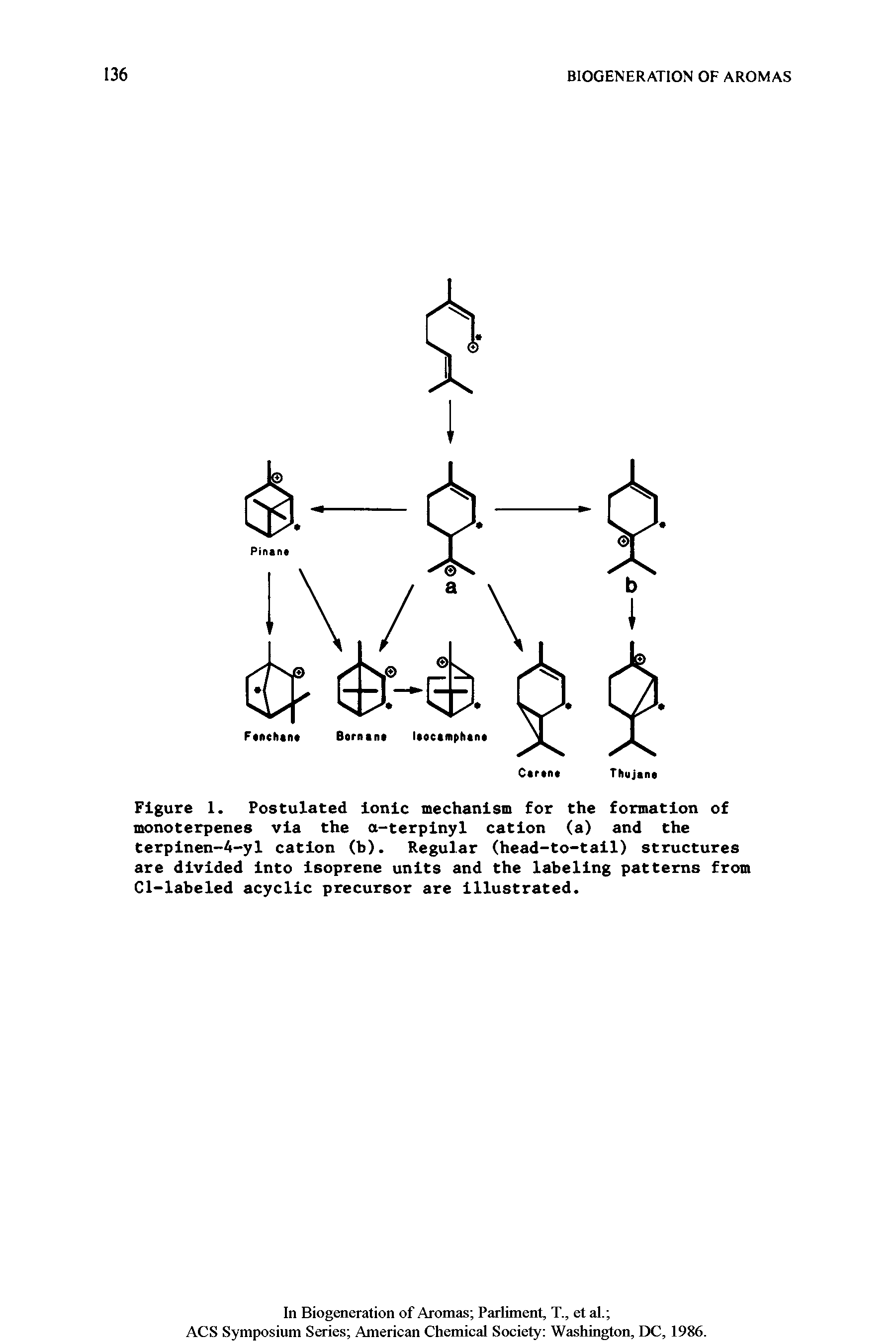 Figure 1. Postulated ionic mechanism for the formation of monoterpenes via the a-terpinyl cation (a) and the terpinen-4-yl cation (b). Regular (head-to-tail) structures are divided into isoprene units and the labeling patterns from Cl-labeled acyclic precursor are illustrated.