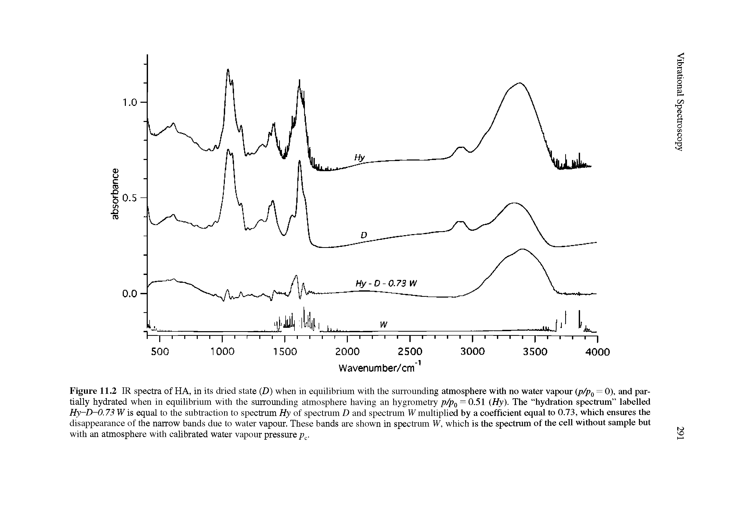 Figure 11.2 IR spectra of HA, in its dried state (D) when in equilibrium with the surrounding atmosphere with no water vapour (p/pQ = 0), and partially hydrated when in equilibrium with the surrounding atmosphere having an hygrometry p/pQ = 0.51 (Hy). The hydration spectrum" labelled Hy-D-0.73 W is equal to the subtraction to spectrum Hy of spectrum D and spectrum Wmultiplied by a coefficient equal to 0.73, which ensures the disappearance of the narrow bands due to water vapour. These bands are shown in spectrum W, which is the spectrum of the cell without sample but with an atmosphere with calibrated water vapour pressure p. ...