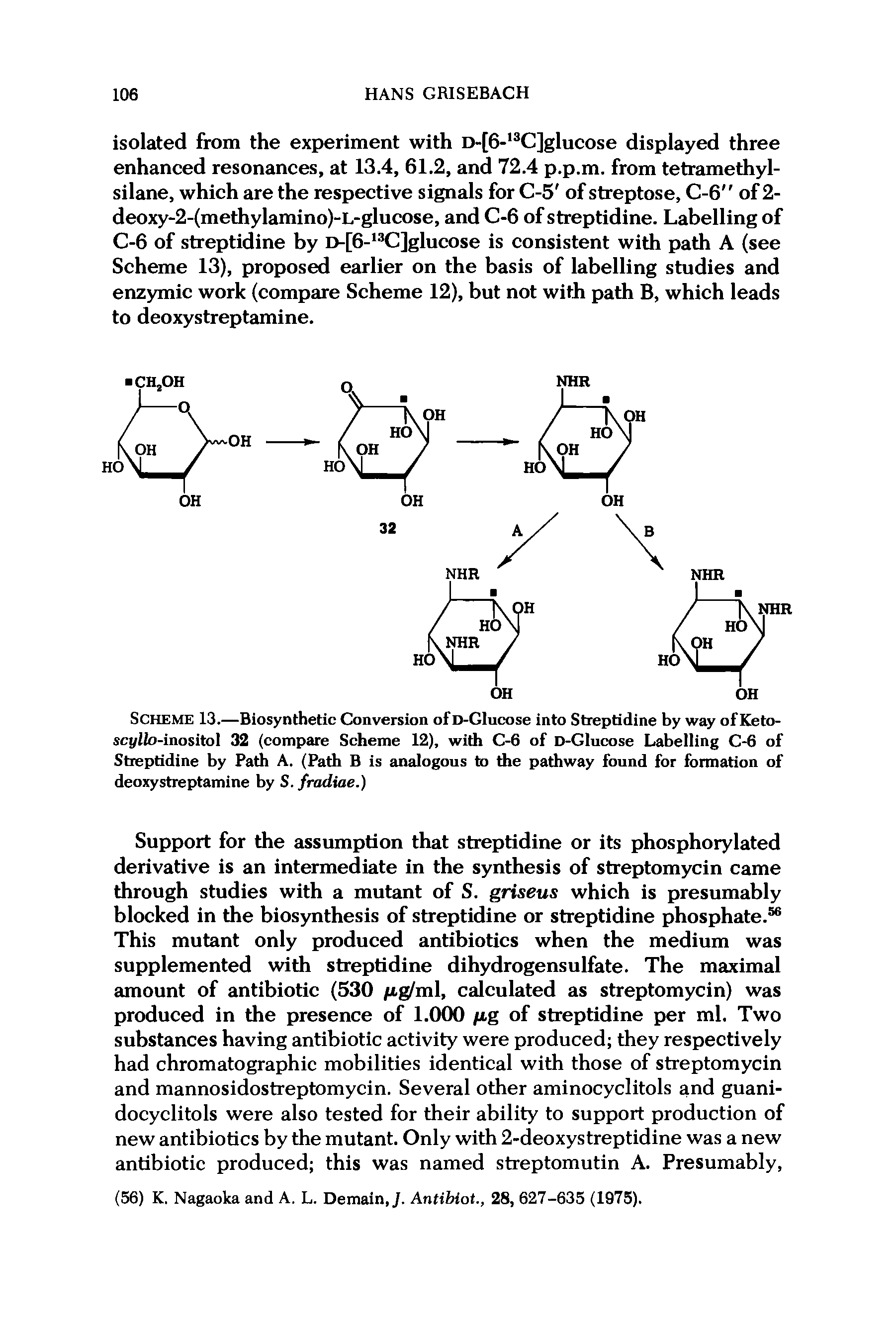 Scheme 13.—Biosynthetic Conversion of D-Glucose into Streptidine by way of Keto-sci/iio-inositol 32 (compare Scheme 12), with C-6 of D-Glucose Labelling C-6 of Streptidine by Path A. (Path B is analogous to the pathway found for formation of deoxystreptamine by S. fradiae.)...