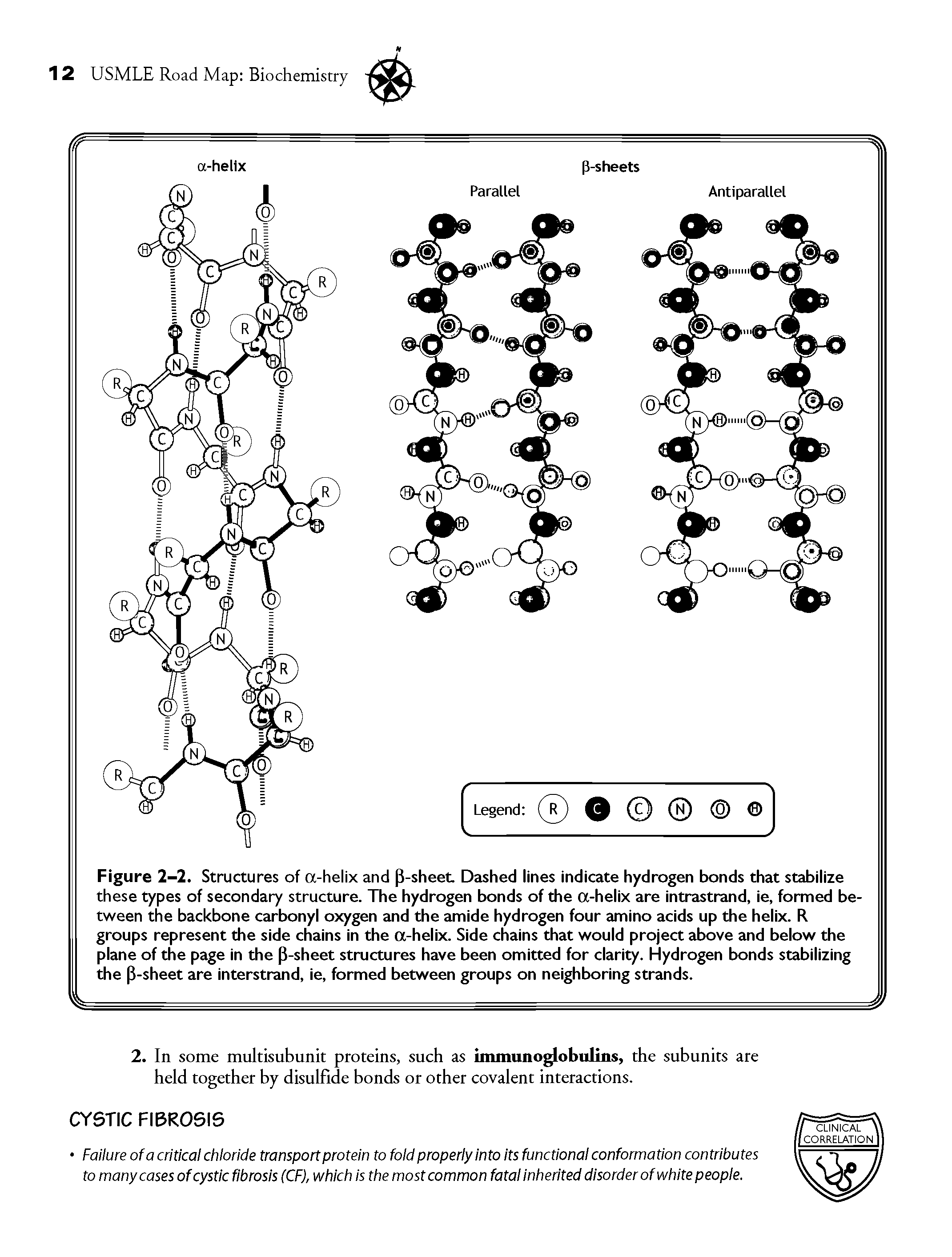 Figure 2-2. Structures of a-helix and P-sheet Dashed lines indicate hydrogen bonds that stabilize these types of secondary structure. The hydrogen bonds of the a-helix are intrastrand, ie, formed between the backbone carbonyl oxygen and the amide hydrogen four amino acids up the helix. R groups represent the side chains in the a-helix. Side chains that would project above and below the plane of the page in the P-sheet structures have been omitted for clarity. Hydrogen bonds stabilizing the p-sheet are interstrand, ie, formed between groups on neighboring strands.