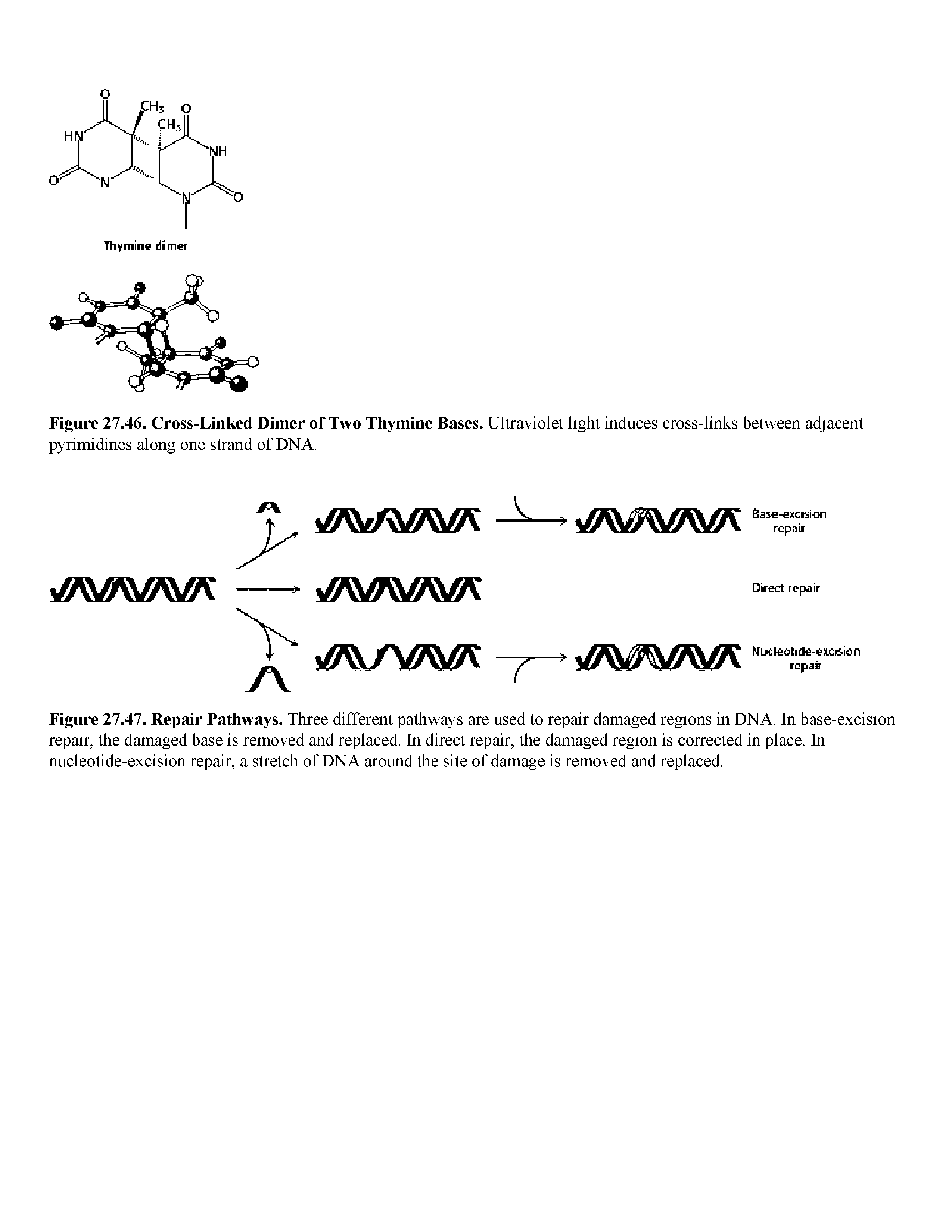 Figure 27.46. Cross-Linked Dimer of Two Thymine Bases. Ultraviolet light induces cross-links between adjacent pyrimidines along one strand of DNA.