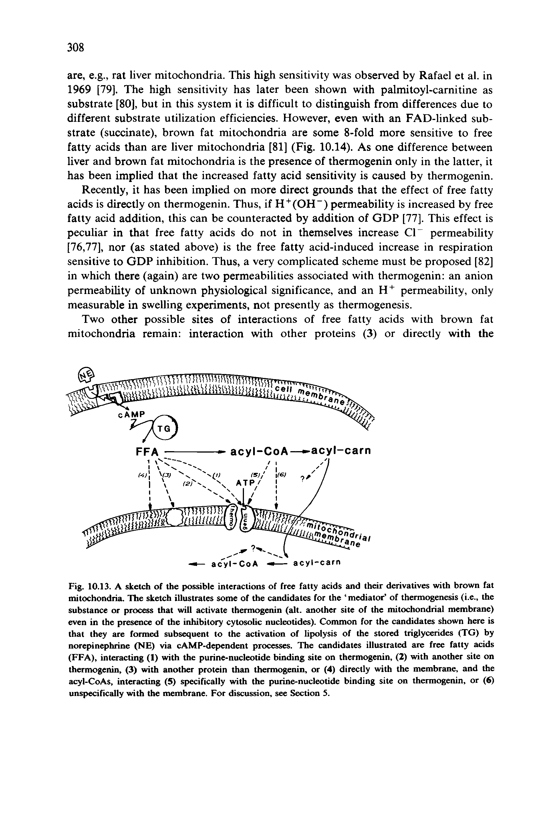 Fig. 10.13. A sketch of the possible interactions of free fatty acids and their derivatives with brown fat mitochondria. The sketch illustrates some of the candidates for the mediator of thermogenesis (i.e., the substance or process that will activate thermogenin (alt. another site of the mitochondrial membrane) even in the presence of the inhibitory cytosohc nucleotides). Common for the candidates shown here is that they are formed subsequent to the activation of lipolysis of the stored triglycerides (TG) by norepinephrine (NE) via cAMP-dependent processes. The candidates illustrated are free fatty acids (FFA), interacting (1) with the purine-nucleotide binding site on thermogenin, (2) with another site on thermogenin, (3) with another protein than thermogenin, or (4) directly with the membrane, and the acyl-CoAs, interacting (5) specifically with the purine-nucleotide binding site on thermogenin, or (6) unspecifically with the membrane. For discussion, see Section 5.