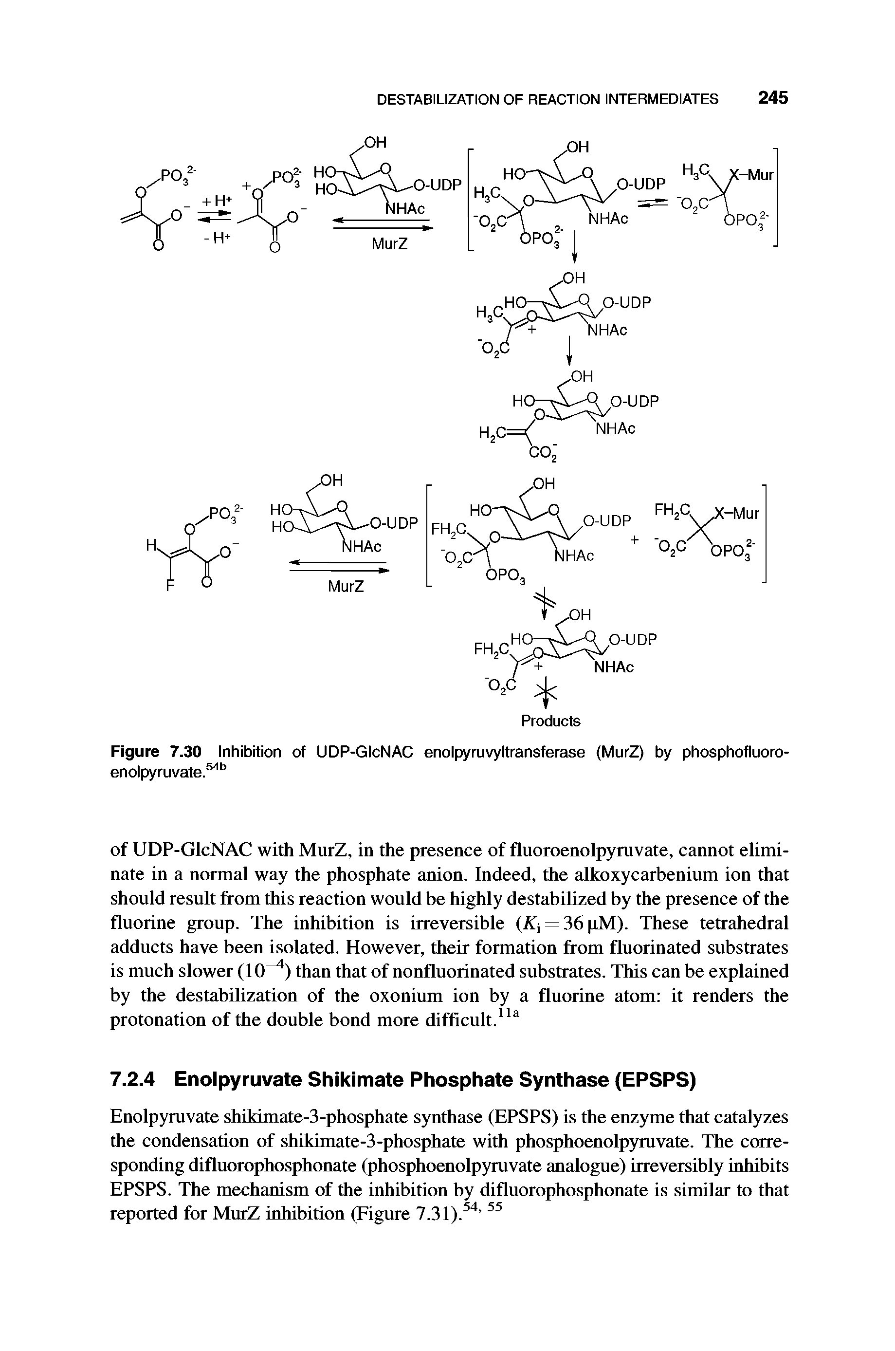 Figure 7.30 Inhibition of UDP-GIcNAC enolpyruvyltransferase (MurZ) by phosphofluoro-enolpyruvate. ...