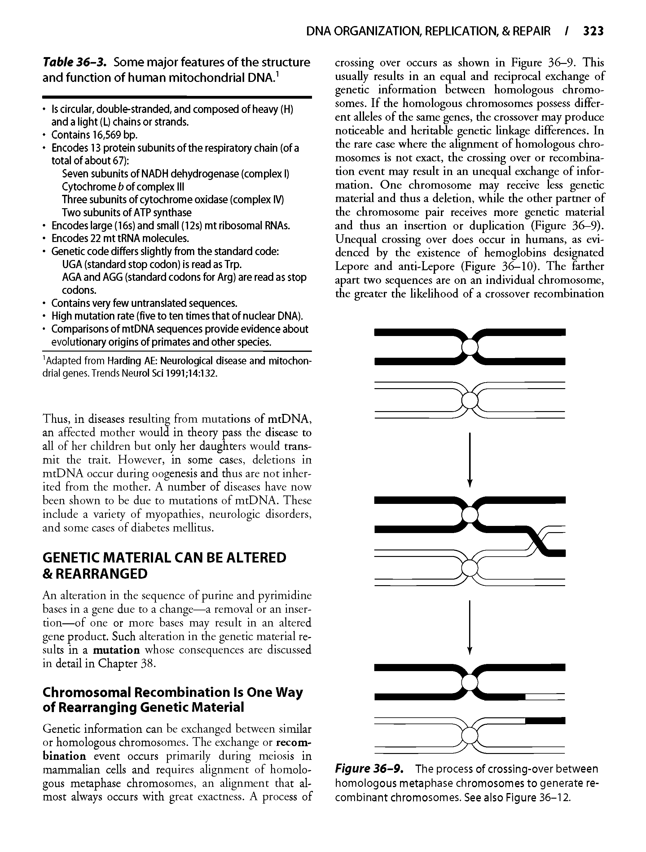 Figure 36-9. The process of crossing-over between homologous metaphase chromosomes to generate recombinant chromosomes. See also Figure 36-12.