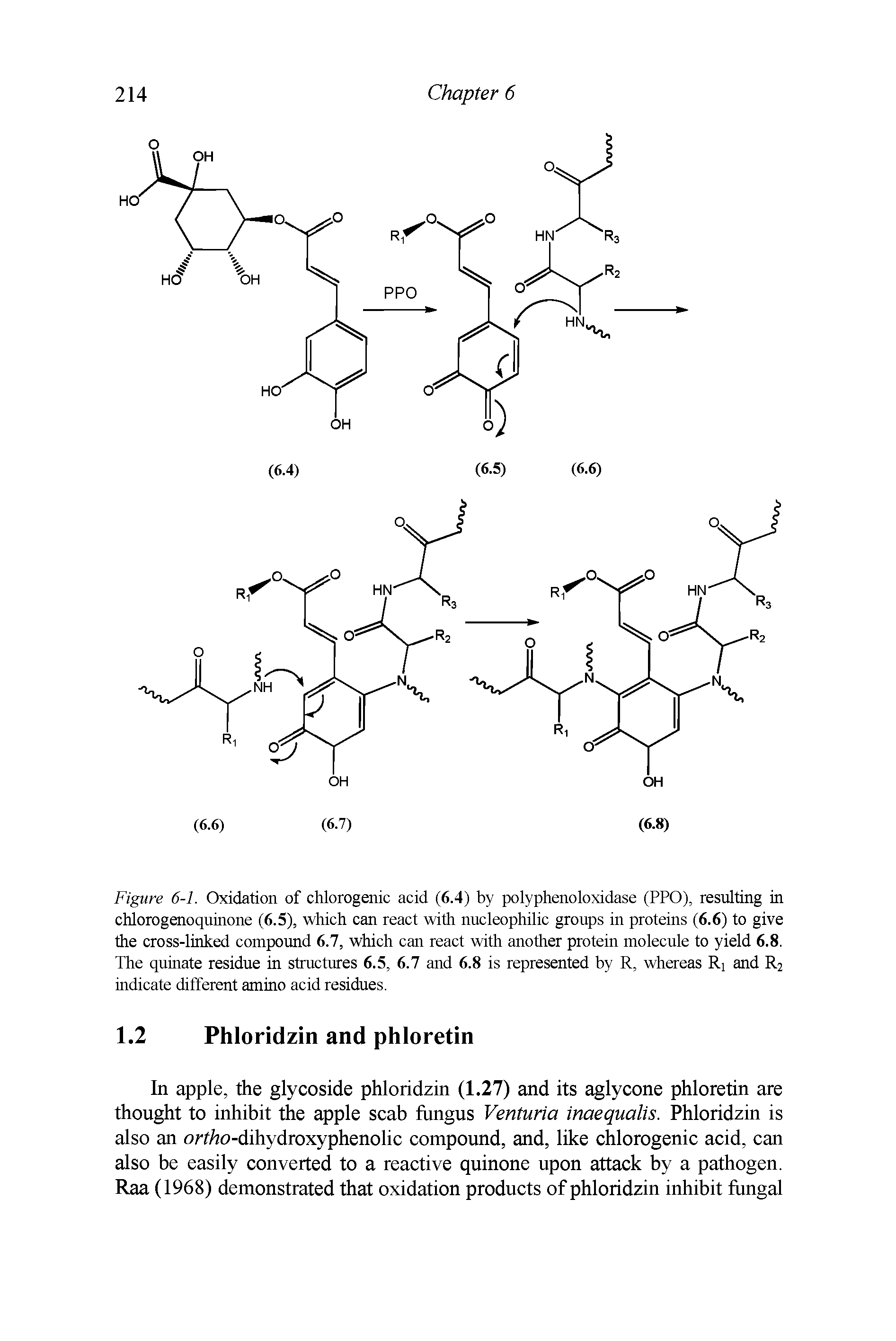 Figure 6-1. Oxidation of chlorogenic acid (6.4) by polyphenoloxidase (PPO), resulting in chlorogenoquinone (6.5), which can react with nucleophilic groups in proteins (6.6) to give the cross-linked compound 6.7, which can react with another protein molecule to yield 6.8. The quinate residue in structures 6.5, 6.7 and 6.8 is represented by R, whereas Ri and R2 indicate different amino acid residues.