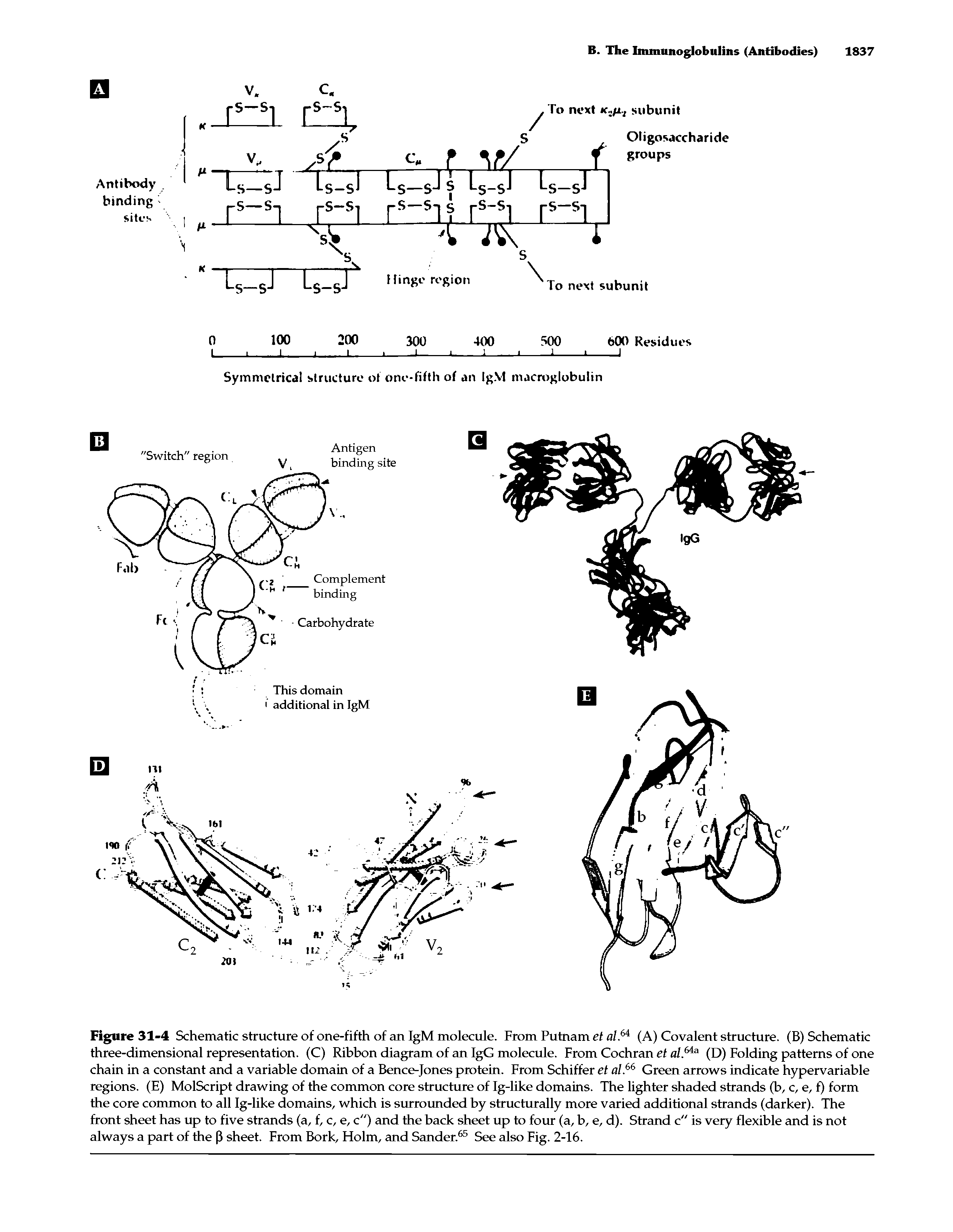 Figure 31-4 Schematic structure of one-fifth of an IgM molecule. From Putnam et al A (A) Covalent structure. (B) Schematic three-dimensional representation. (C) Ribbon diagram of an IgG molecule. From Cochran et al,64a (D) Folding patterns of one chain in a constant and a variable domain of a Bence-Jones protein. From Schiffer et al.66 Green arrows indicate hypervariable regions. (E) MolScript drawing of the common core structure of Ig-like domains. The lighter shaded strands (b, c, e, f) form the core common to all Ig-like domains, which is surrounded by structurally more varied additional strands (darker). The front sheet has up to five strands (a, f, c, e, c") and the back sheet up to four (a, b, e, d). Strand c" is very flexible and is not always a part of the (3 sheet. From Bork, Holm, and Sander.65 See also Fig. 2-16.