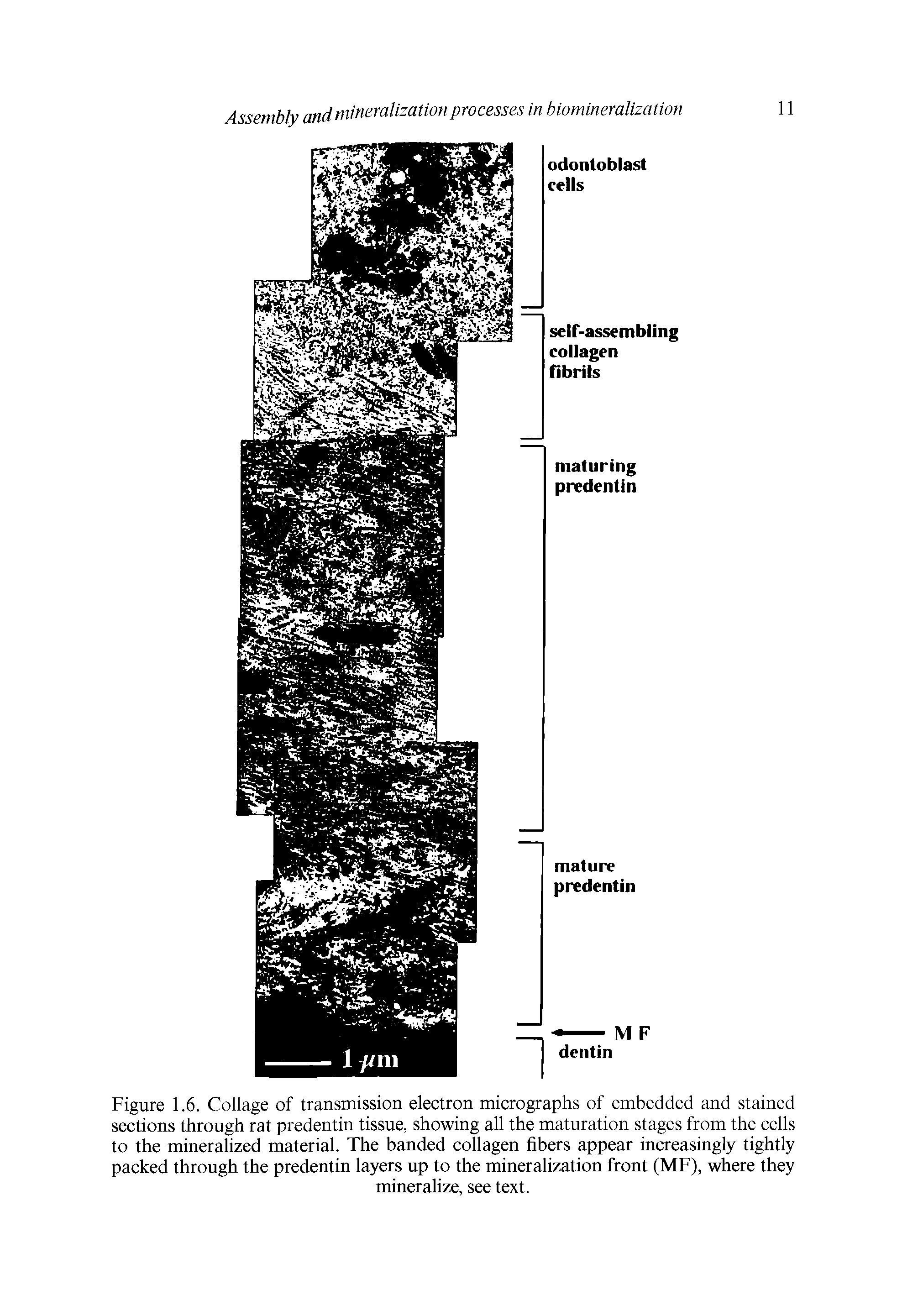 Figure 1.6. Collage of transmission electron micrographs of embedded and stained sections through rat predentin tissue, showing all the maturation stages from the cells to the mineralized material. The banded collagen fibers appear increasingly tightly packed through the predentin layers up to the mineralization front (MF), where they...