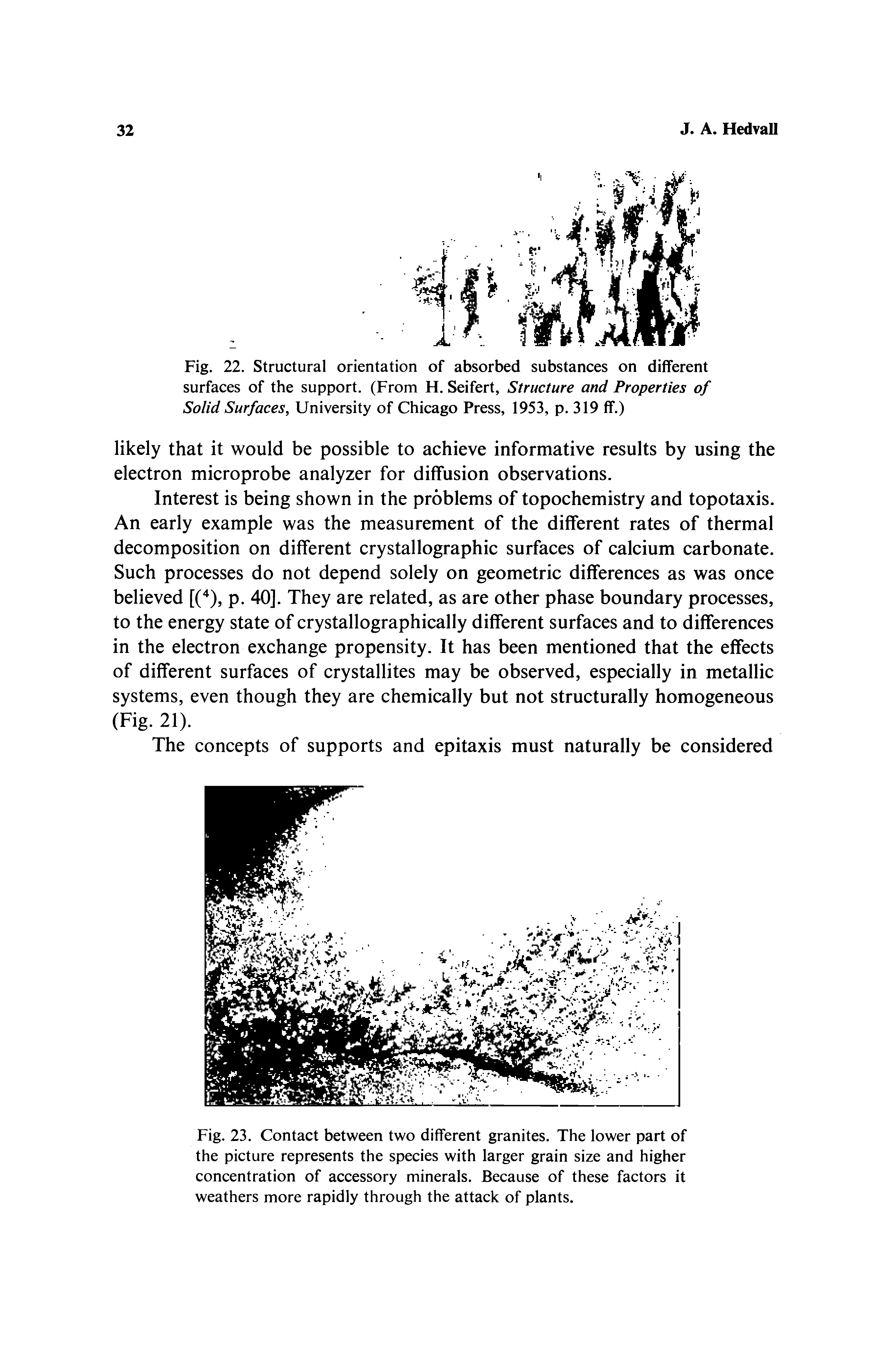 Fig. 23. Contact between two different granites. The lower part of the picture represents the species with larger grain size and higher concentration of accessory minerals. Because of these factors it weathers more rapidly through the attack of plants.