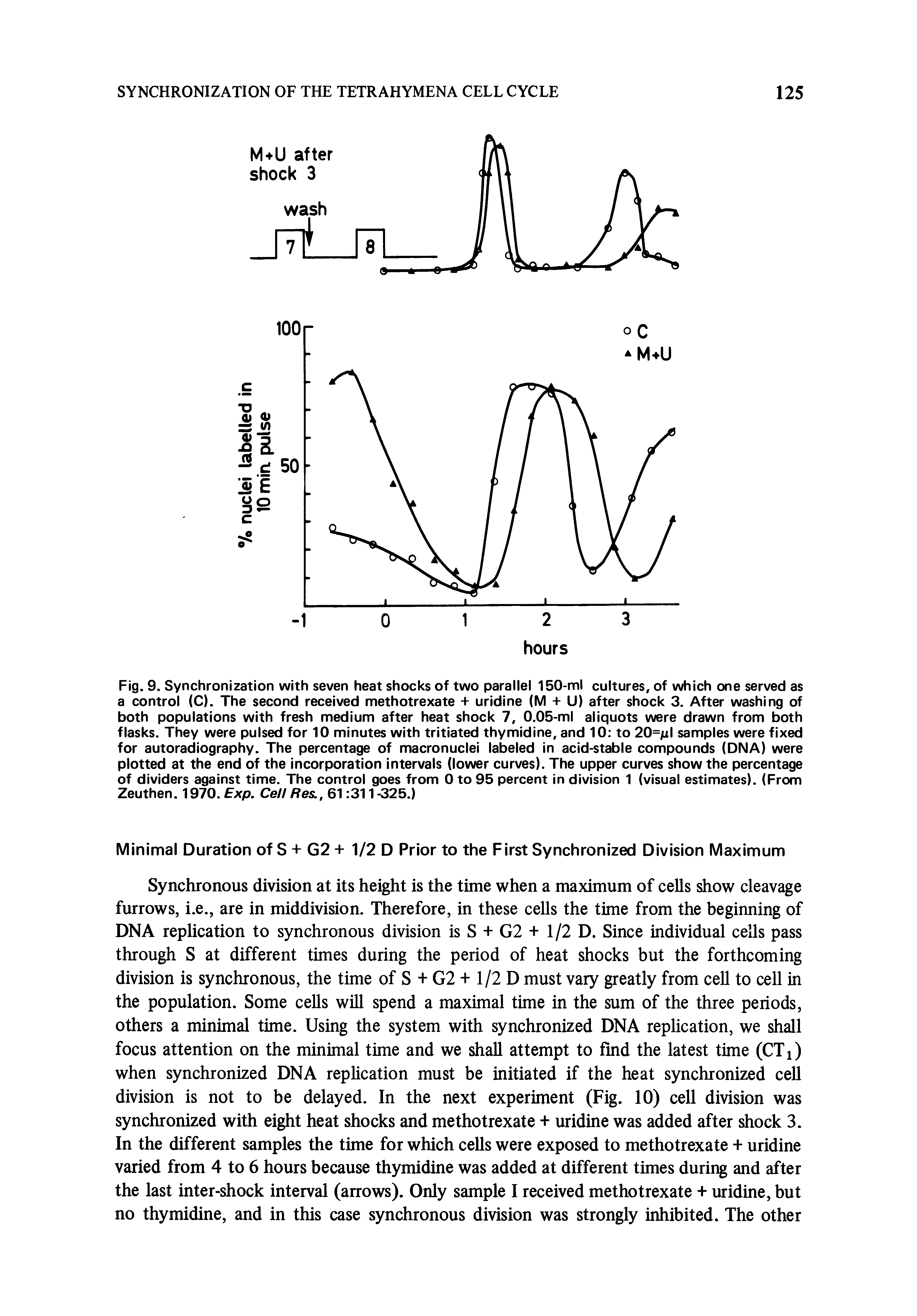 Fig. 9. Synchronization with seven heat shocks of two parallel 150-ml cultures, of which one served as a control (C). The second received methotrexate + uridine (M + U) after shock 3. After washing of both populations with fresh medium after heat shock 7, 0.05-ml aliquots were drawn from both flasks. They were pulsed for 10 minutes with tritiated thymidine, and 10 to 20=jLil samples were fixed for autoradiography. The percentage of macronuclei labeled in acid-stable compounds (DNA) were plotted at the end of the incorporation intervals (lower curves). The upper curves show the percentage of dividers against time. The control goes from 0 to 95 percent in division 1 (visual estimates). (From Zeuthen. 1970. Exp. Cell Res., 61 311 -325.)...