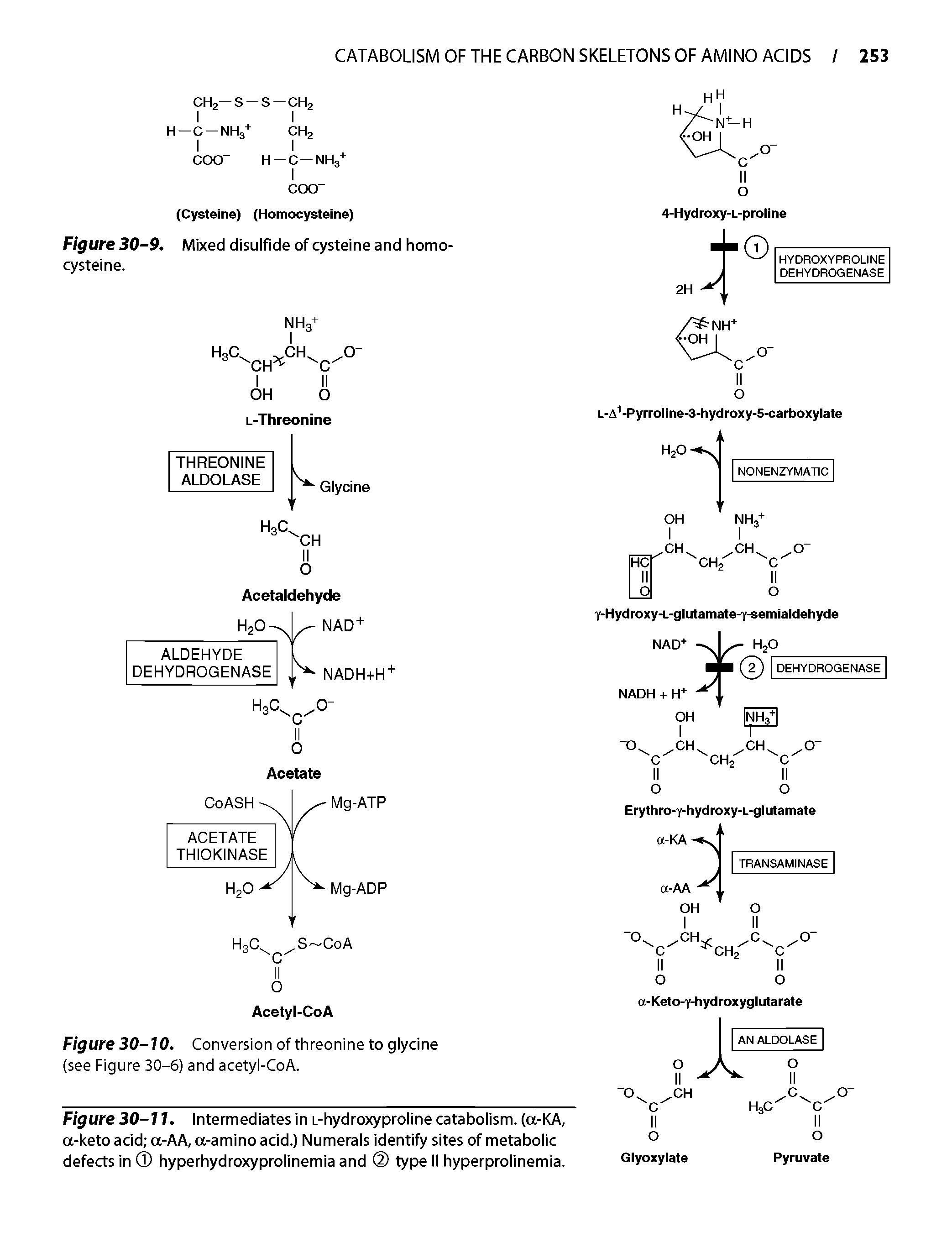 Figure 30-11. Intermediates in i-hydroxyproline catabolism. (a-KA, a-keto acid a-AA, a-amino acid.) Numerals identify sites of metabolic defects in hyperhydroxyprolinemia and type II hyperprolinemia.