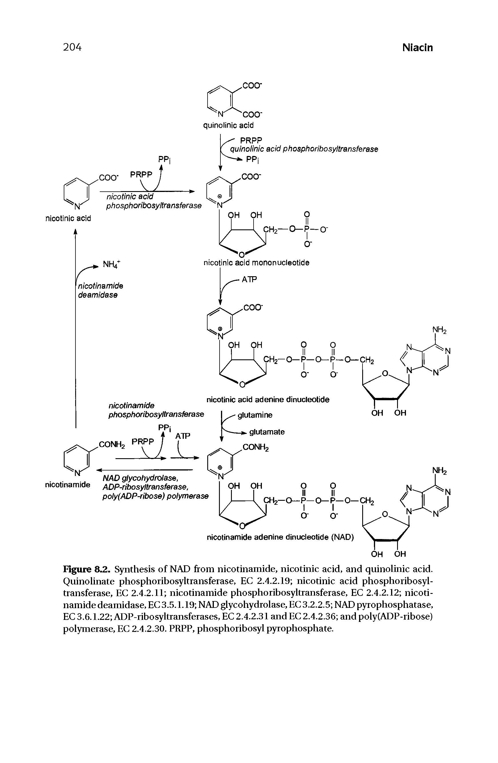 Figure 8.2. Synthesis of NAD from nicotinamide, nicotinic acid, and quinolinic acid. Qiiinolinate phosphoribosyltransferase, EC 2.4.2.19 nicotinic acid phosphoribosyl-transferase, EC 2.4.2.11 nicotinamide phosphoribosyltransferase, EC 2.4.2.12 nicotinamide deamidase, EC 3.5.1.19 NAD glycohydrolase, EC 3.2.2.5 NAD pyrophosphatase, EC3.6.1.22 ADP-ribosyltransferases, EC 2.4.2.31 and EC 2.4.2.36 and poly(ADP-ribose) polymerase, EC 2.4.2.30. PRPP, phosphoribosyl pyrophosphate.