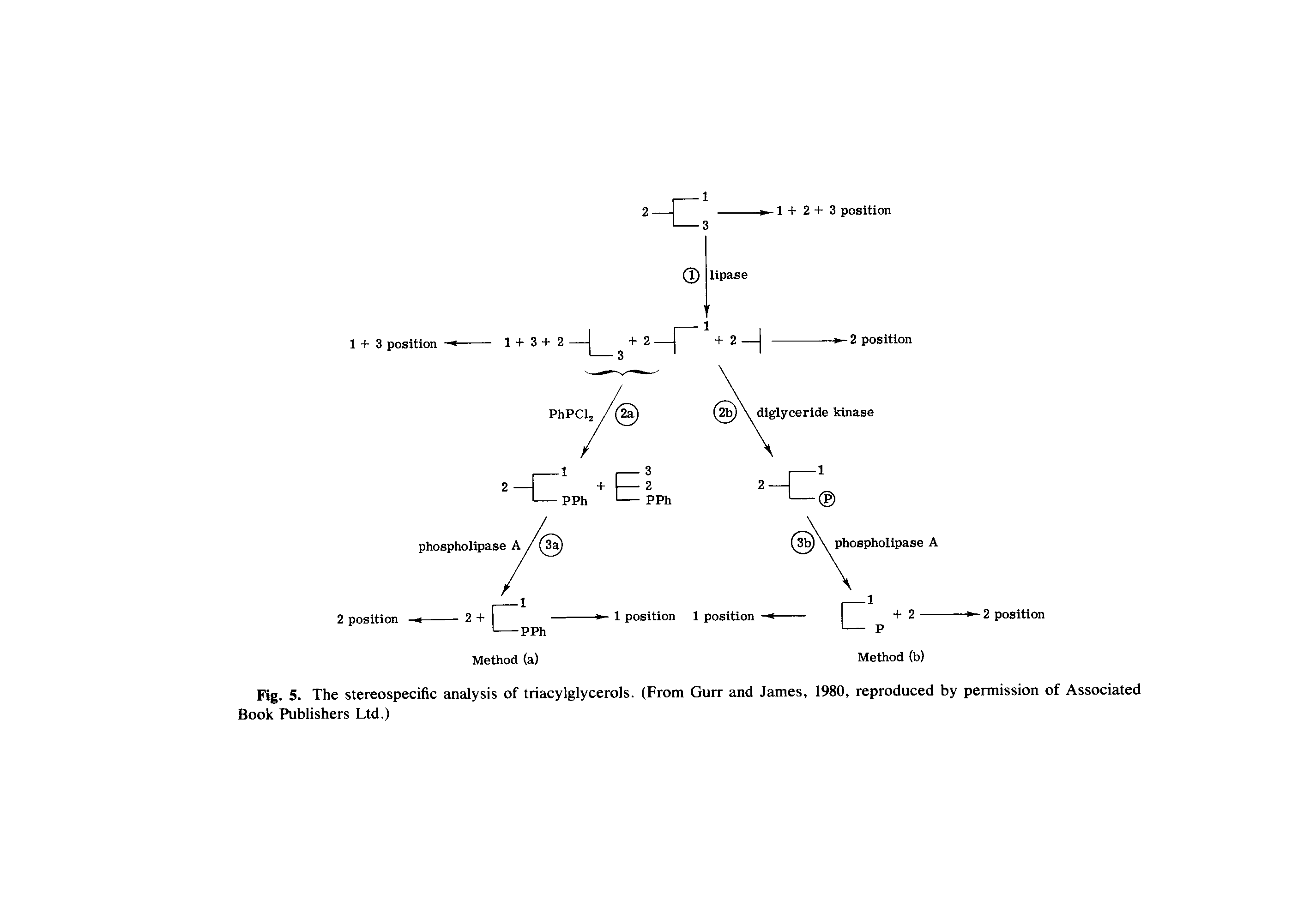 Fig. 5. The stereospecific analysis of triacylglycerols. (From Gurr and James, 1980, reproduced by permission of Associated Book Publishers Ltd.)...