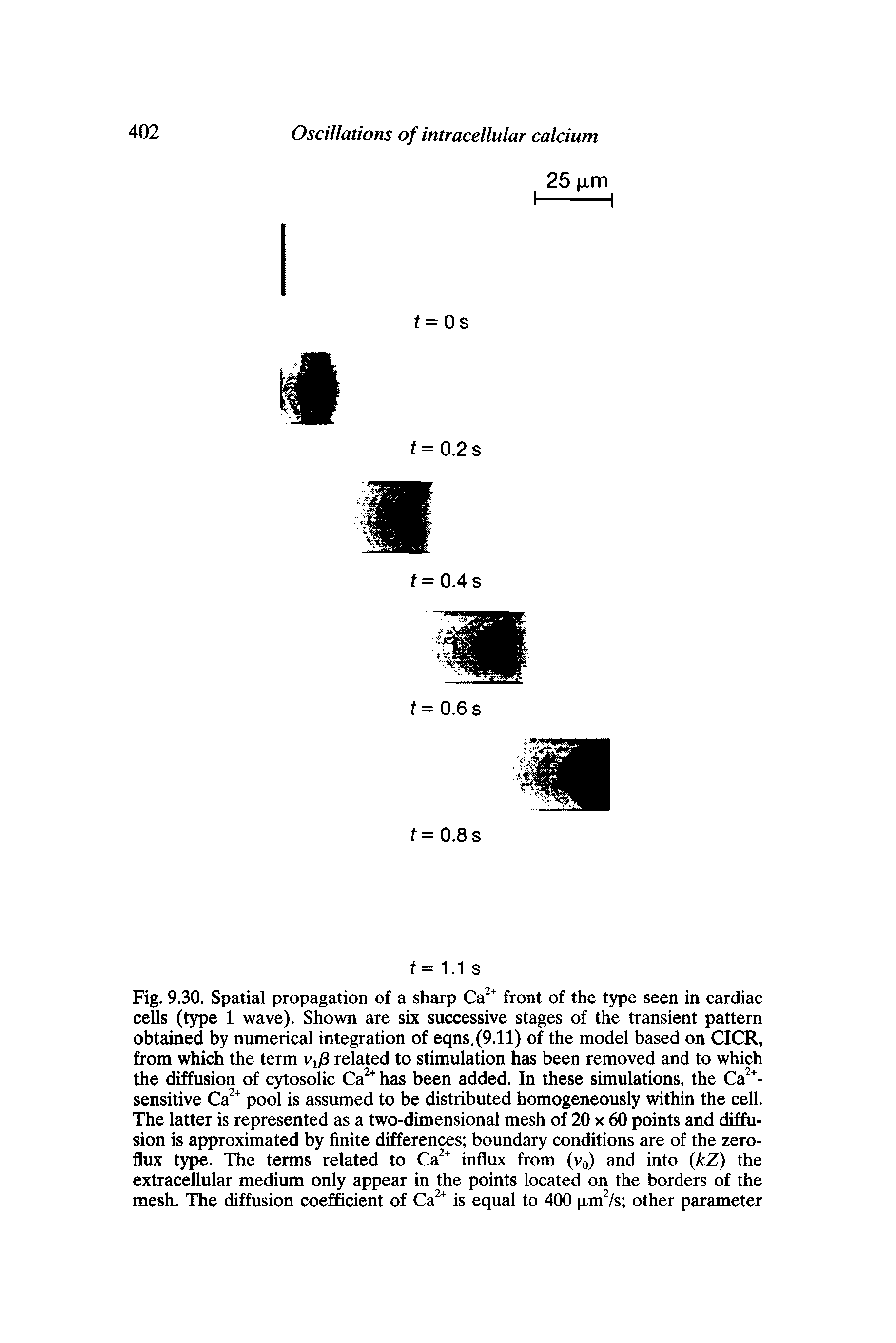 Fig. 9.30. Spatial propagation of a sharp Cef front of the type seen in eardiae cells (type 1 wave). Shown are six successive stages of the transient pattern obtained by numerical integration of eqns,(9.11) of the model based on CICR, from which the term Vj/S related to stimulation has been removed and to which the diffusion of cytosolic Ca has been added. In these simulations, the Ca -sensitive Ca pool is assumed to be distributed homogeneously within the cell. The latter is represented as a two-dimensional mesh of 20 x 60 points and diffusion is approximated by finite differences boundary conditions are of the zero-flux type. The terms related to influx from (vq) and into kZ) the extracellular medium only appear in the points located on the borders of the mesh. The diffusion coefficient of is equal to 400 pmVs other parameter...