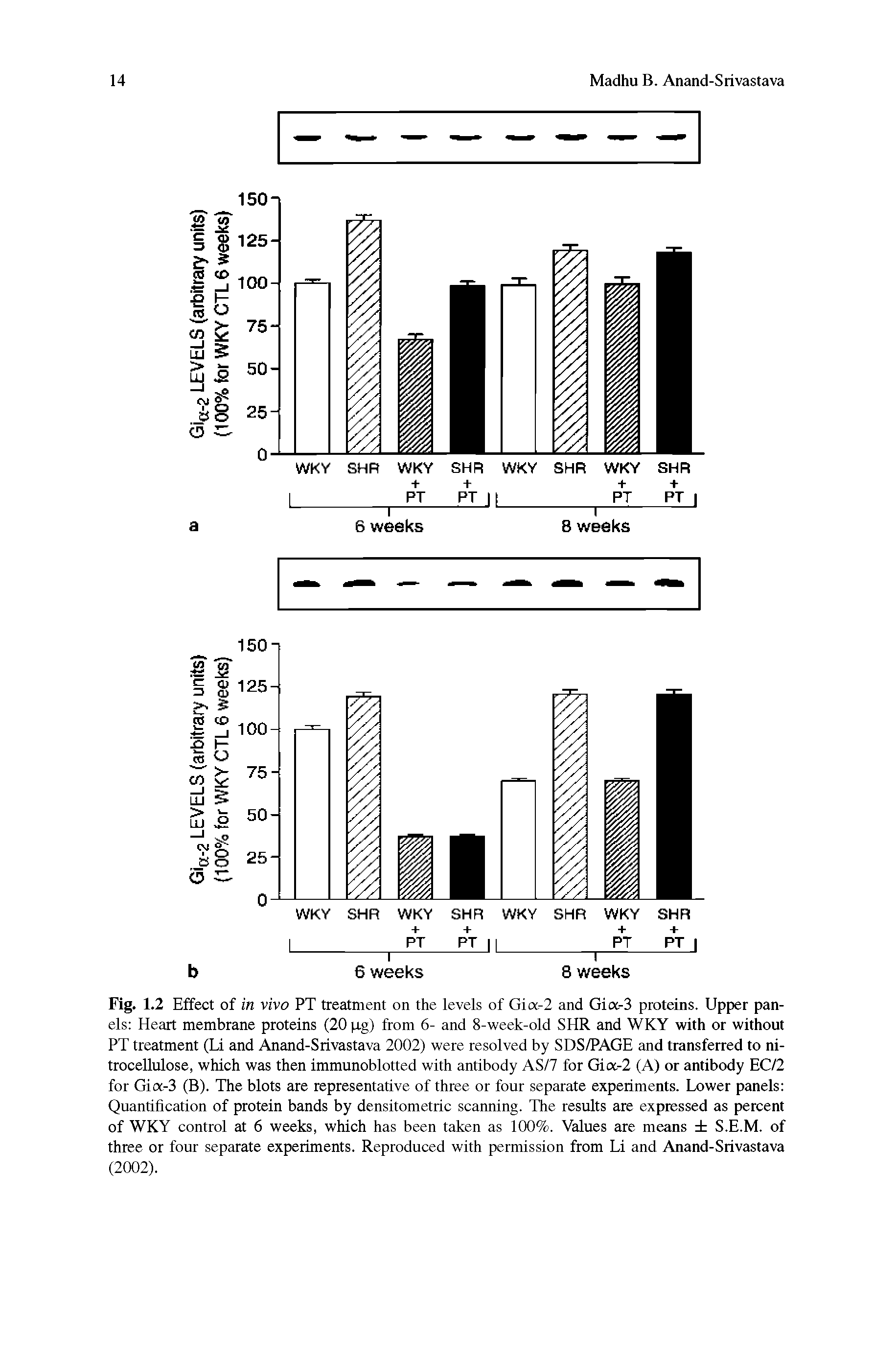 Fig. 1.2 Effect of in vivo PT treatment on the levels of Gia-2 and Gioc.-3 proteins. Upper panels Heart membrane proteins (20 pg) from 6- and 8-week-old SHR and WKY with or without PT treatment (Li and Anand-Srivastava 2002) were resolved by SDS/PAGE and transferred to nitrocellulose, which was then immunoblotted with antibody AS/7 for Gia-2 (A) or antibody EC/2 for Gia-3 (B). The blots are representative of three or four separate experiments. Lower panels Quantification of protein bands by densitometric scanning. The results are expressed as percent of WKY control at 6 weeks, which has been taken as 100%. Values are means S.E.M. of three or four separate experiments. Reproduced with permission from Li and Anand-Srivastava (2002).