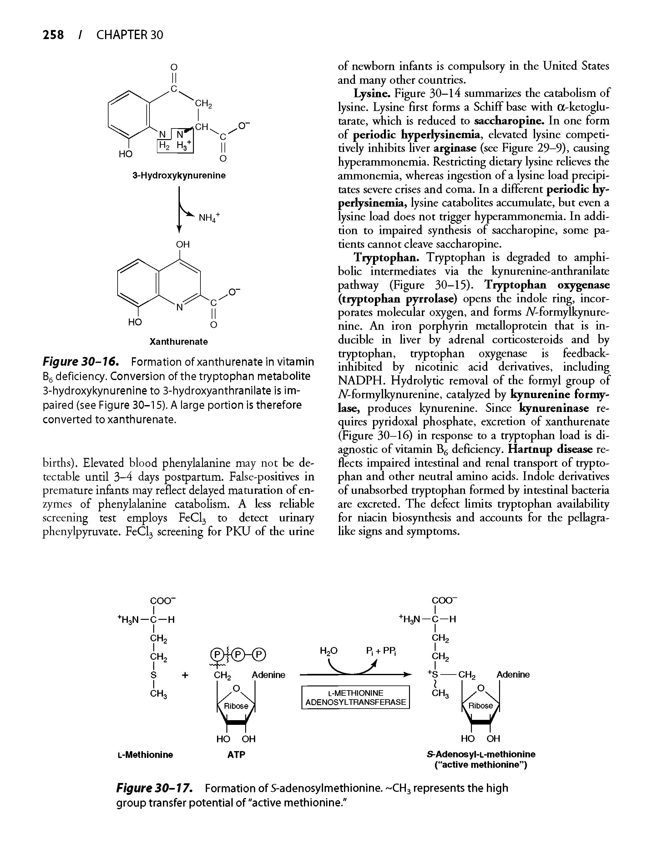 Figure 30-17. Formation of S-adenosylmethionine. -CHj represents the high group transfer potential of "active methionine."...