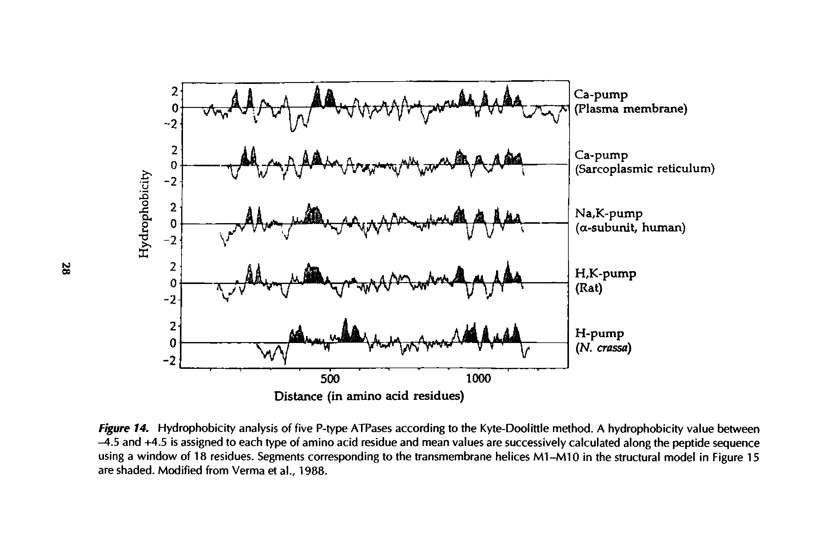 Figure 14. Hydrophobicity analysis of five P-type ATPases according to the Kyte-Doolittle method. A hydrophobicity value between -4.5 and +4.5 is assigned to each type of amino acid residue and mean values are successively calculated along the peptide sequence using a window of 18 residues. Segments corresponding to the transmembrane helices M1-M10 in the structural model in Figure 15 are shaded. Modified from Verma et al., 1988.