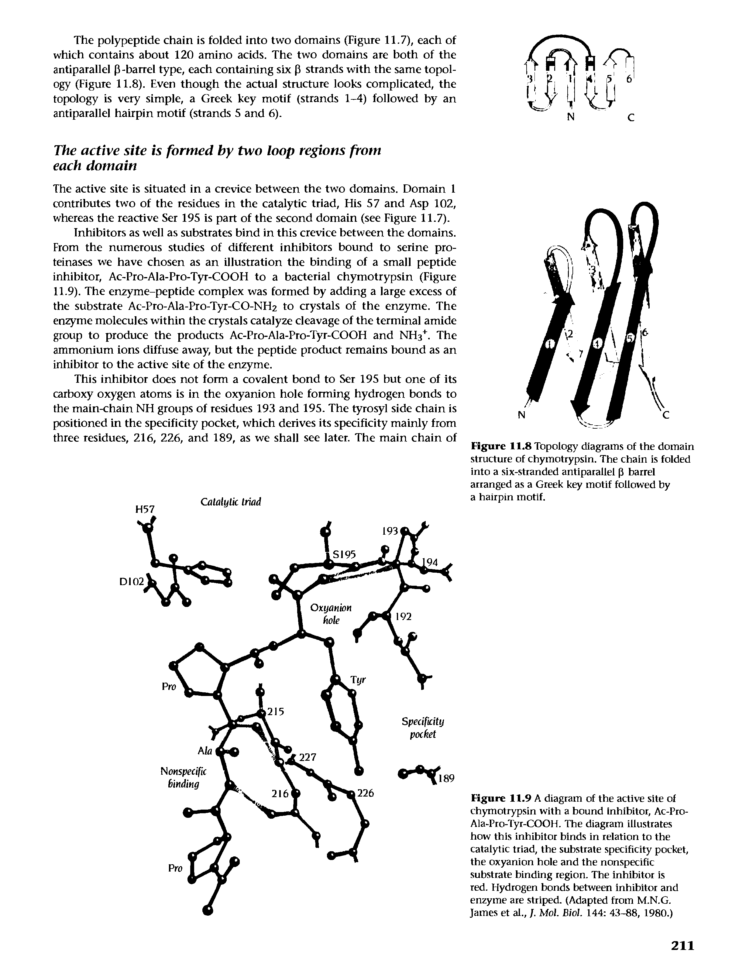 Figure 11.9 A diagram of the active site of chymotrypsin with a bound inhibitor, Ac-Pro-Ala-Pro-Tyr-COOH. The diagram illustrates how this inhibitor binds in relation to the catalytic triad, the strbstrate specificity pocket, the oxyanion hole and the nonspecific substrate binding region. The Inhibitor is ted. Hydrogen bonds between Inhibitor and enzyme are striped. (Adapted from M.N.G. James et al., /. Mol. Biol. 144 43-88, 1980.)...