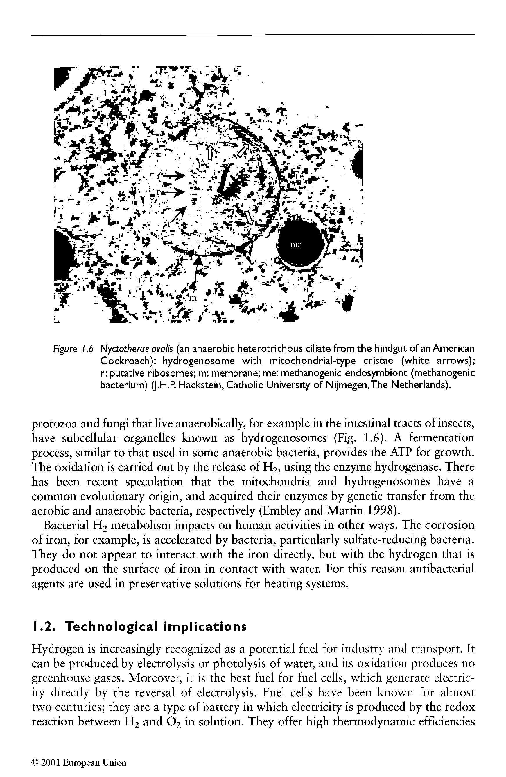 Figure 1.6 Nyctotherus ovalis (an anaerobic heterotrichous ciliate from the hindgut of an American Cockroach) hydrogenosome with mitochondrial-type cristae (white arrows) r putative ribosomes m membrane me methanogenic endosymbiont (methanogenic bacterium) (J.H.P. Hackstein, Catholic University of Nijmegen,The Netherlands).