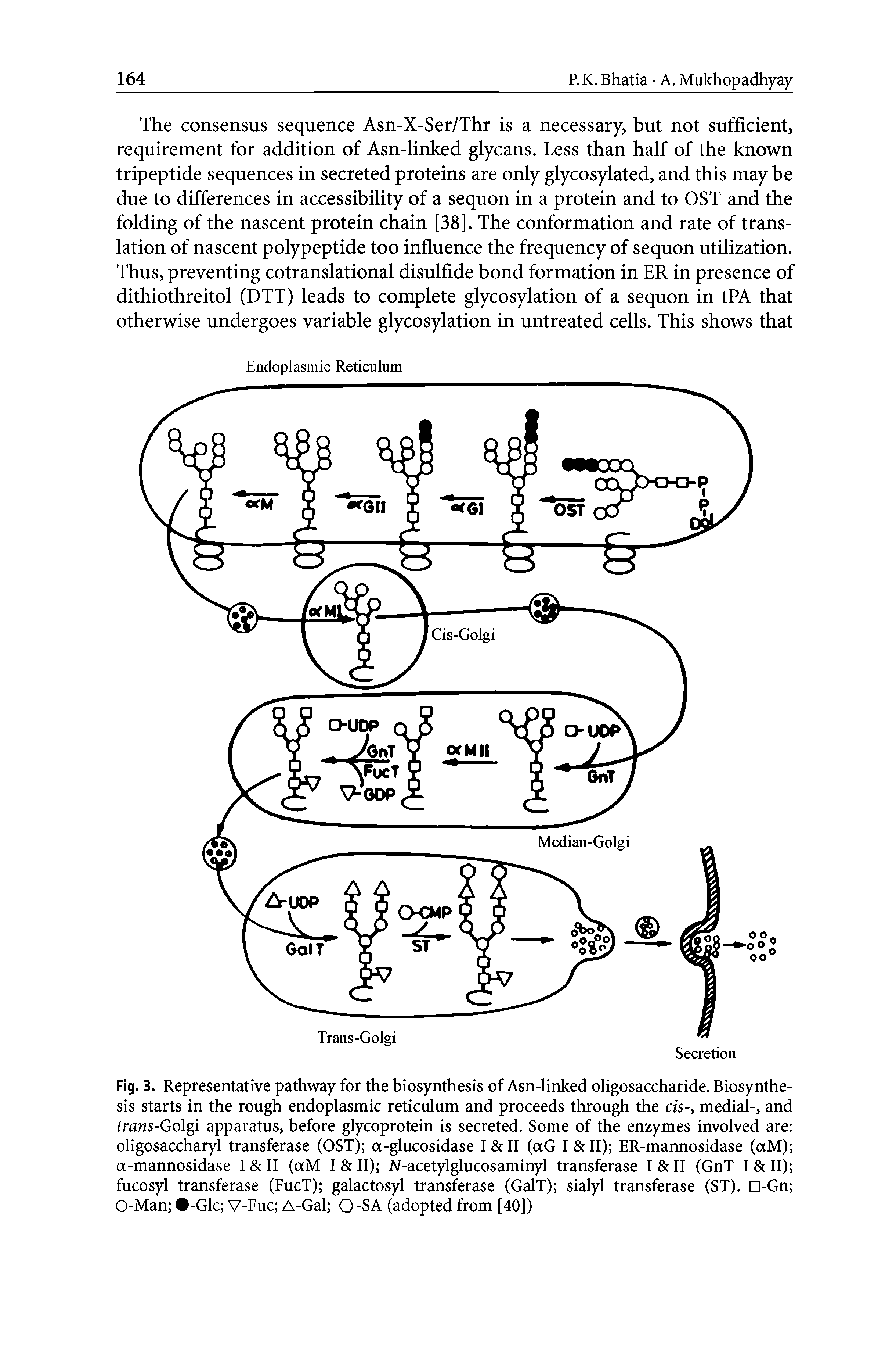 Fig. 3. Representative pathway for the biosynthesis of Asn-linked oligosaccharide. Biosynthesis starts in the rough endoplasmic reticulum and proceeds through the cis-, medial-, and trans-Golgi apparatus, before glycoprotein is secreted. Some of the enzymes involved are oligosaccharyl transferase (OST) a-glucosidase I II (aG I II) ER-mannosidase (aM) a-mannosidase I II (aM I II) N-acetylglucosaminyl transferase I II (GnT I II) fucosyl transferase (FucT) galactosyl transferase (GalT) sialyl transferase (ST). n-Gn O-Man -Glc V-Fuc A-Gal O-SA (adopted from [40])...