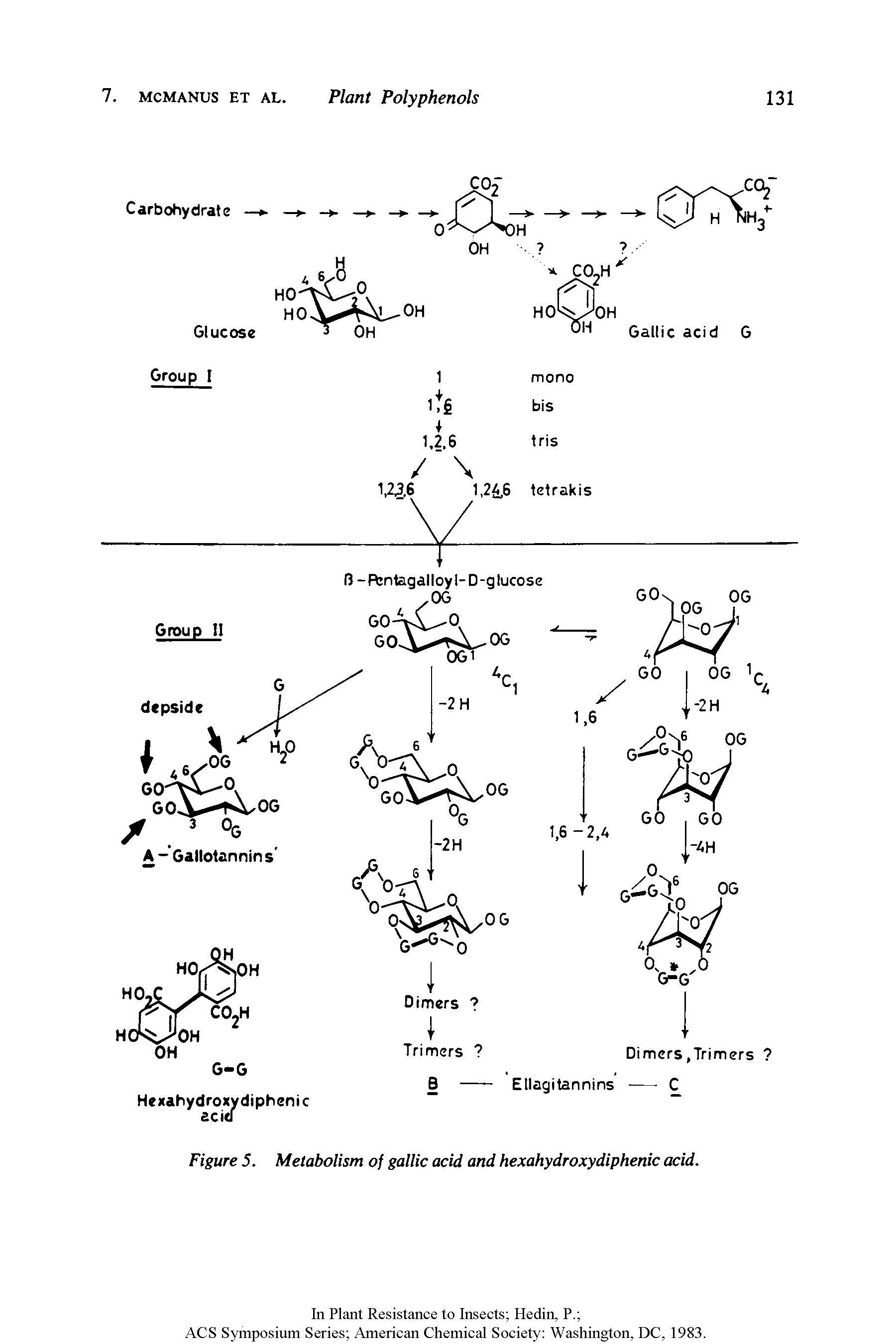 Figure 5. Metabolism of gallic acid and hexahydroxydiphenic acid.