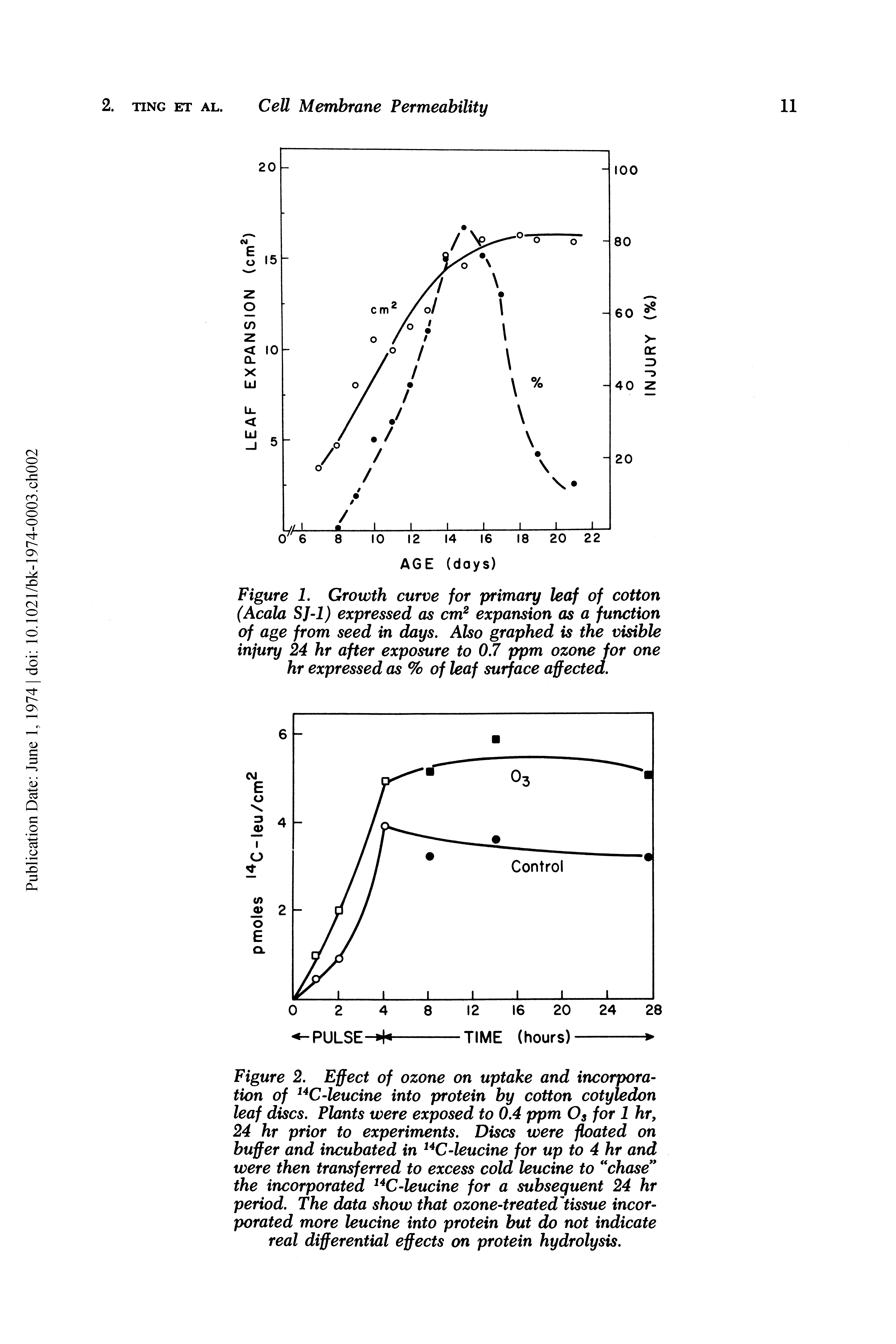 Figure 2. Effect of ozone on uptake and incorporation of -leucine into protein by cotton cotyledon leaf discs. Plants were exposed to 0.4 ppm Os for 1 hr, 24 hr prior to experiments. Discs were floated on buffer and incubated in -leucine for up to 4 hr and were then transferred to excess cold leucine to chase the incorporated C-leucine for a subsequent 24 hr period. The data show that ozone-treated tissue incorporated more leucine into protein but do not indicate real differential effects on protein hydrolysis.