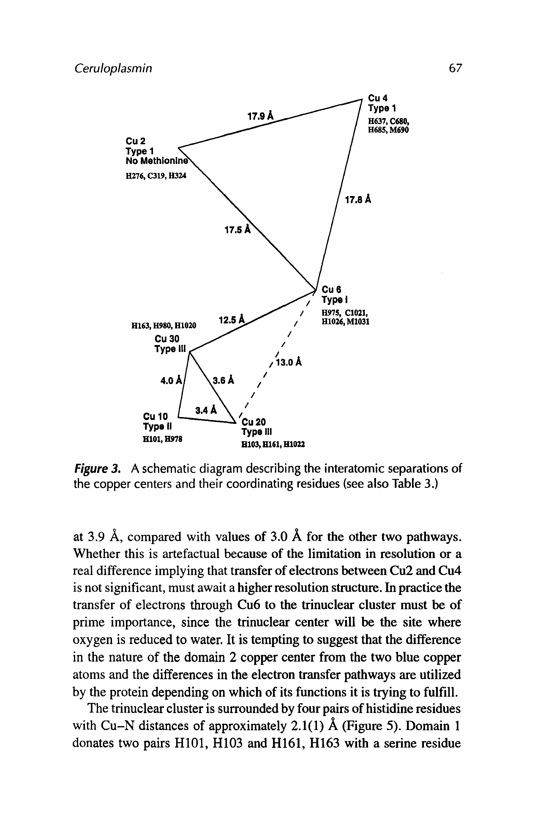 Figure 3. A schematic diagram describing the interatomic separations of the copper centers and their coordinating residues (see also Table 3.)...