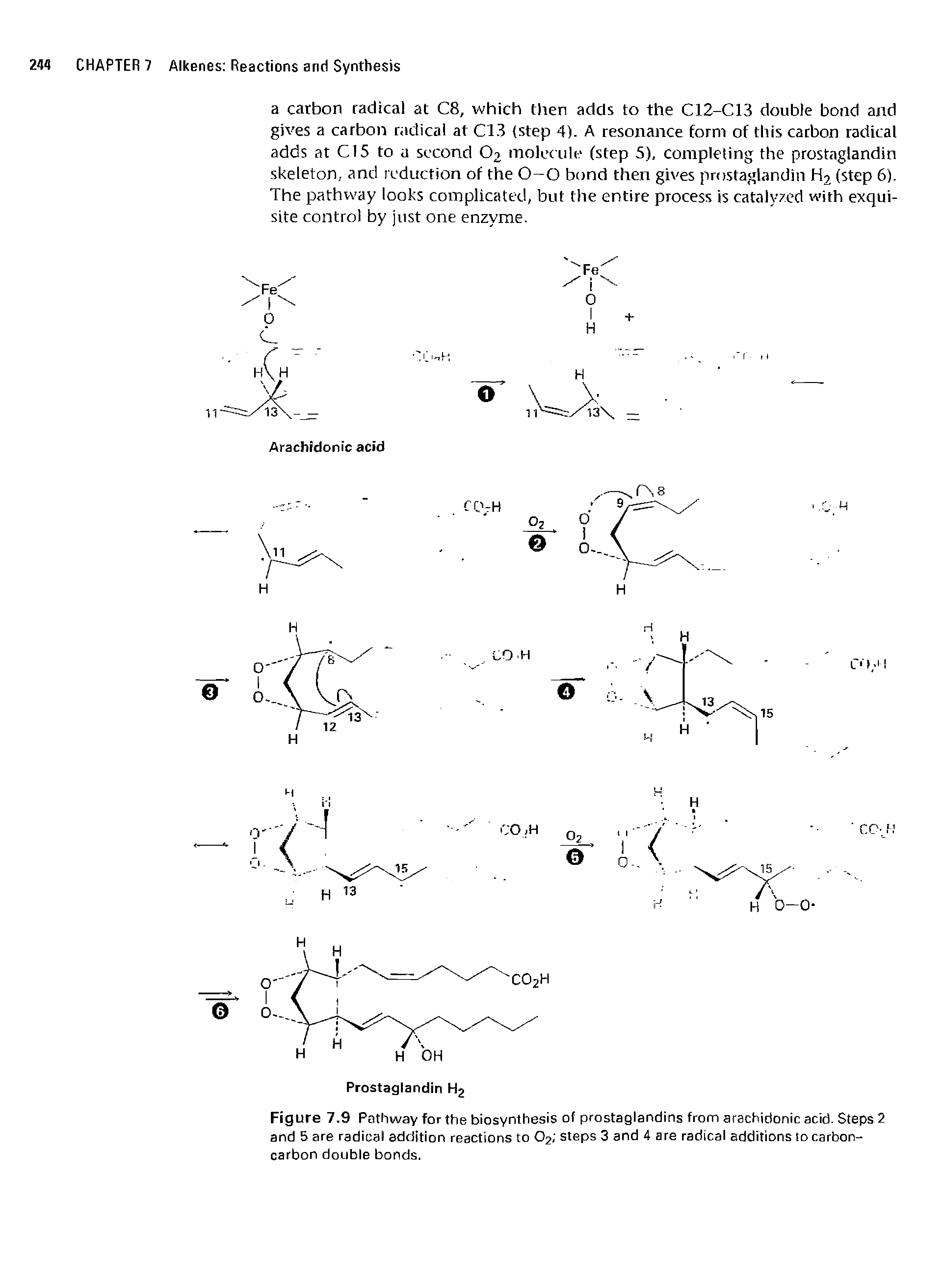 Figure 7.9 Pathway for the biosynthesis of prostaglandins from arachidonic acid. Steps 2 and 5 are radical addition reactions to 02 steps 3 and 4 are radical additions to carbon-carbon double bonds.