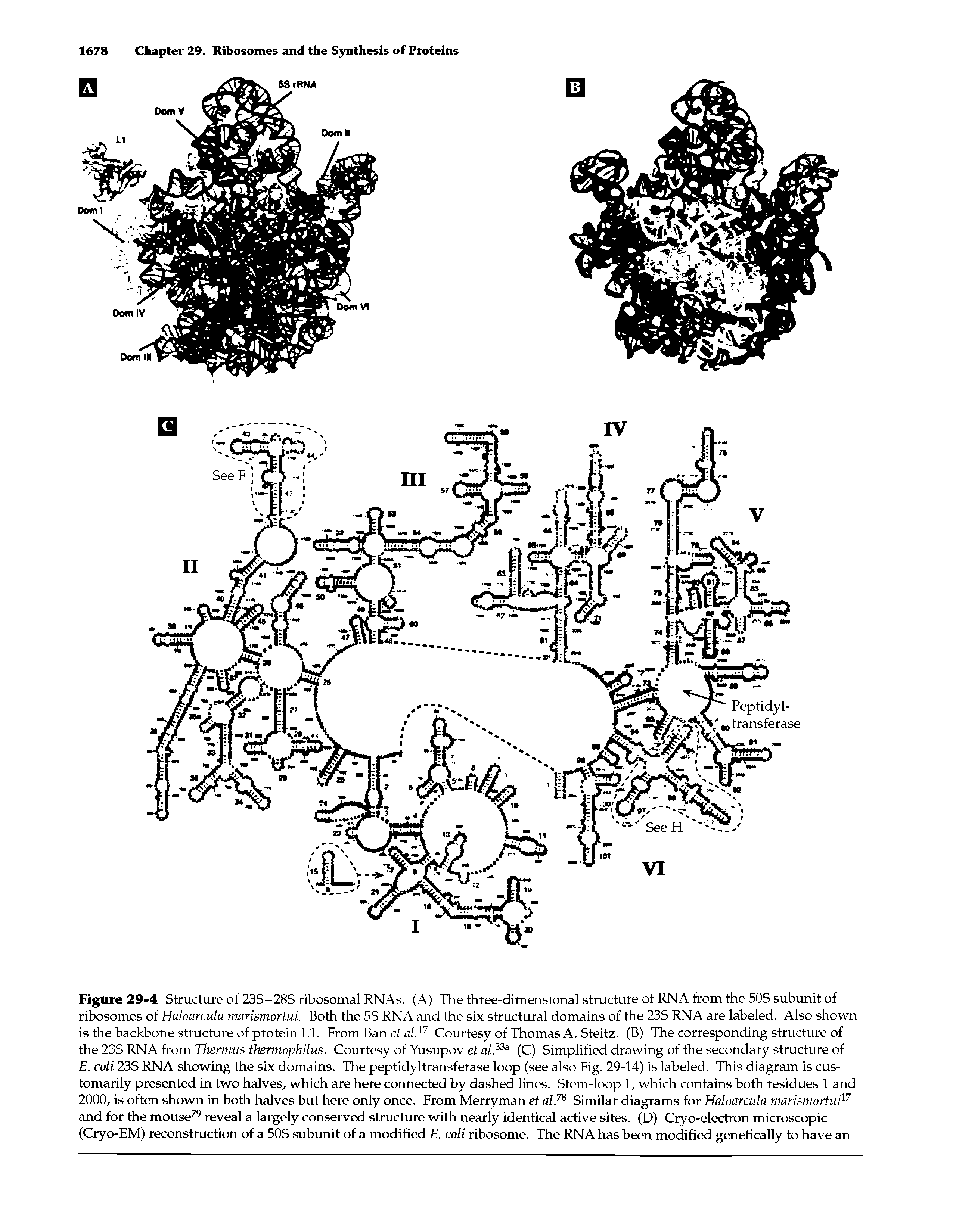 Figure 29-4 Structure of 23S-28S ribosomal RNAs. (A) The three-dimensional structure of RNA from the 50S subunit of ribosomes of Halocirculci marismortui. Both the 5S RNA and the six structural domains of the 23S RNA are labeled. Also shown is the backbone structure of protein LI. From Ban et al.17 Courtesy of Thomas A. Steitz. (B) The corresponding structure of the 23S RNA from Thermus thermophilus. Courtesy of Yusupov et al.33a (C) Simplified drawing of the secondary structure of E. coli 23S RNA showing the six domains. The peptidyltransferase loop (see also Fig. 29-14) is labeled. This diagram is customarily presented in two halves, which are here connected by dashed lines. Stem-loop 1, which contains both residues 1 and 2000, is often shown in both halves but here only once. From Merryman et al.78 Similar diagrams for Haloarcula marismortui17 and for the mouse79 reveal a largely conserved structure with nearly identical active sites. (D) Cryo-electron microscopic (Cryo-EM) reconstruction of a 50S subunit of a modified E. coli ribosome. The RNA has been modified genetically to have an...