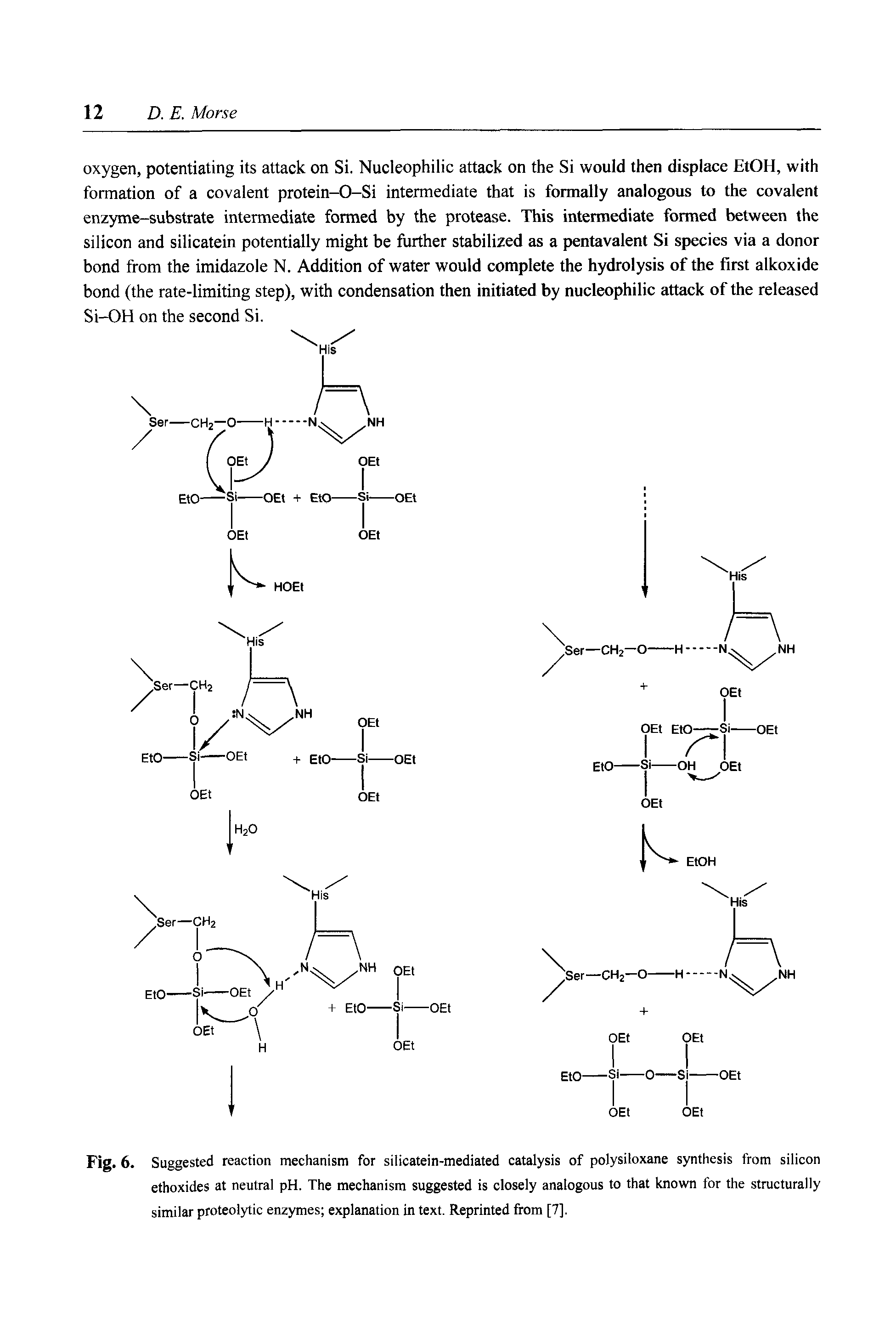 Fig. 6. Suggested reaction mechanism for silicatein-mediated catalysis of polysiloxane synthesis from silicon ethoxides at neutral pH. The mechanism suggested is closely analogous to that known for the structurally similar proteolytic enzymes explanation in text. Reprinted from [7],...