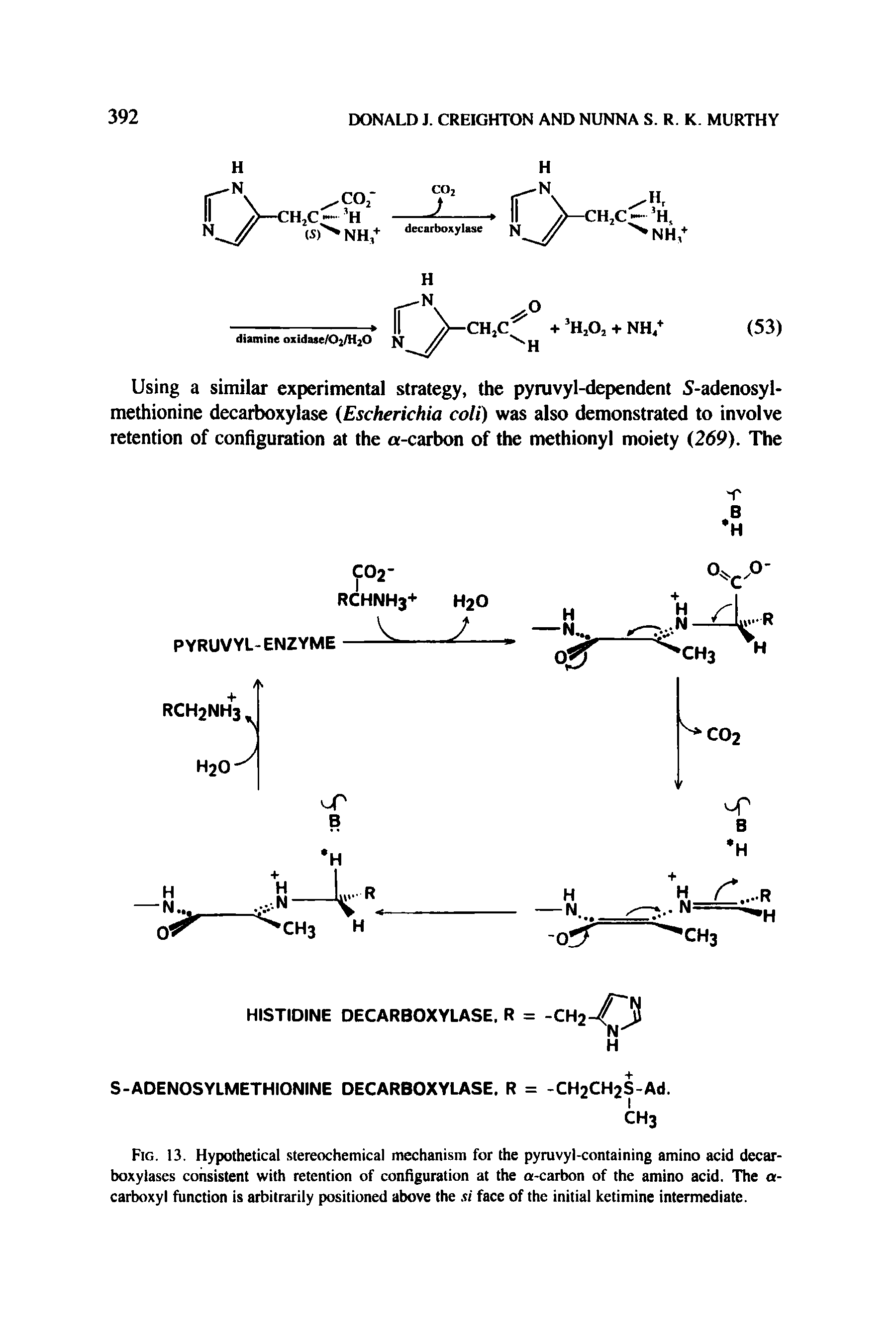 Fig. 13, Hypothetical stereochemical mechanism for the pyruvyl-containing amino acid decarboxylases consistent with retention of configuration at the a-carbon of the amino acid. The a-carboxyl function is arbitrarily positioned above the si face of the initial ketimine intermediate.