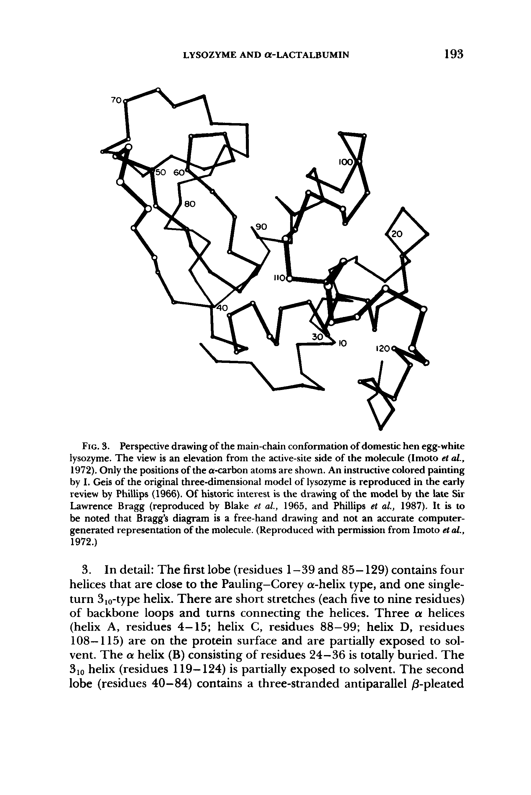 Fig. 3. Perspective drawing of the main-chain conformation of domestic hen egg-white lysozyme. The view is an elevation from the active-site side of the molecule (Imoto et al., 1972). Only the positions of the a-carbon atoms are shown. An instructive colored painting by I. Geis of the original three-dimensional model of lysozyme is reproduced in the early review by Phillips (1966). Of historic interest is the drawing of the model by the late Sir Lawrence Bragg (reproduced by Blake et al., 1965, and Phillips et al., 1987). It is to be noted that Bragg s diagram is a free-hand drawing and not an accurate computer-generated representation of the molecule. (Reproduced with permission from Imoto et al., 1972.)...