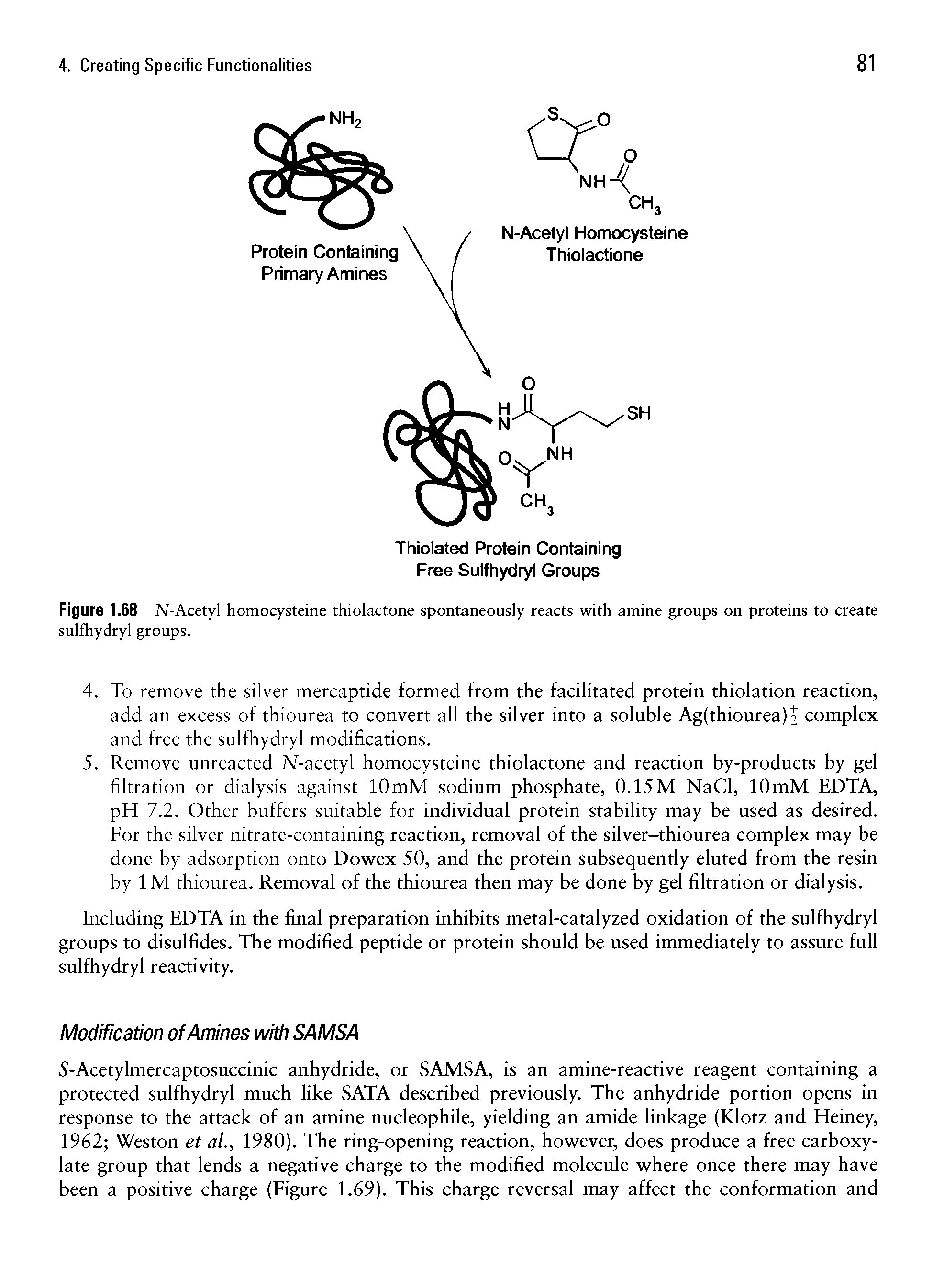 Figure 1.68 N-Acetyl homocysteine thiolactone spontaneously reacts with amine groups on proteins to create sulfhydryl groups.