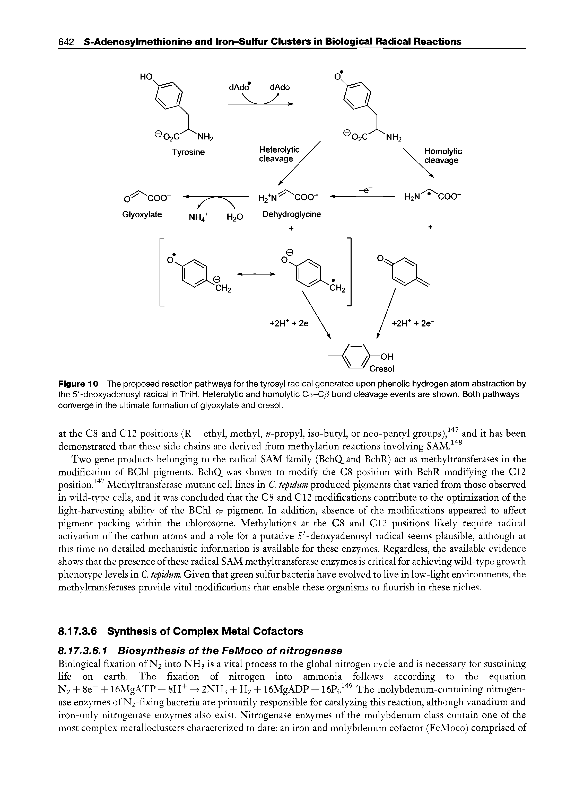 Figure 10 The proposed reaction pathways for the tyrosyl radical generated upon phenolic hydrogen atom abstraction by the 5 -deoxyadenosyl radical in ThiH. Heterolytic and homolytic Ca-C/3 bond cleavage events are shown. Both pathways converge in the ultimate formation of glyoxylate and cresol.