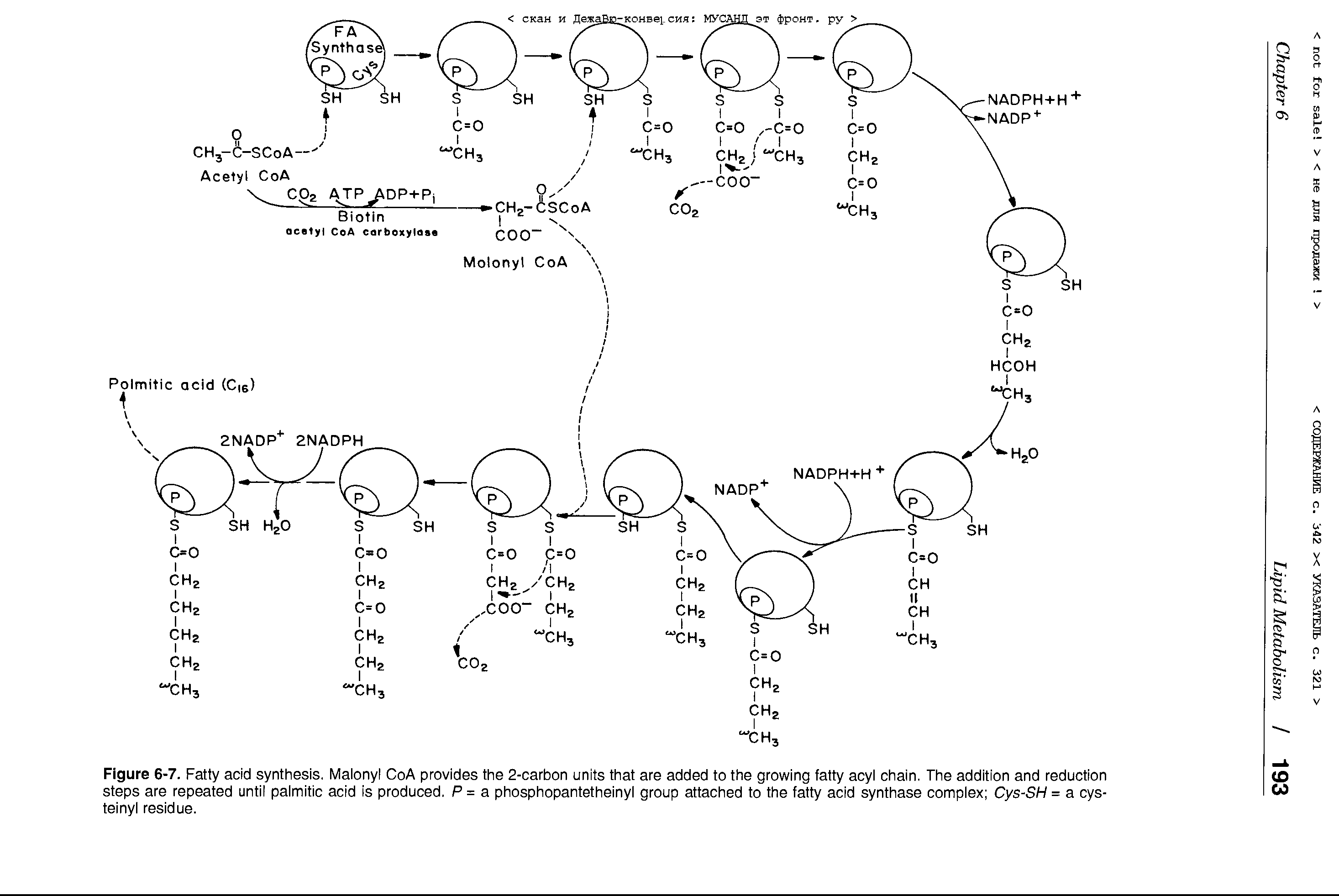 Figure 6-7. Fatty acid synthesis. Malonyl CoA provides the 2-carbon units that are added to the growing fatty acyl chain. The addition and reduction steps are repeated until palmitic acid is produced. P = a phosphopantetheinyl group attached to the fatty acid synthase complex Cys-SH = a cys-teinyl residue.
