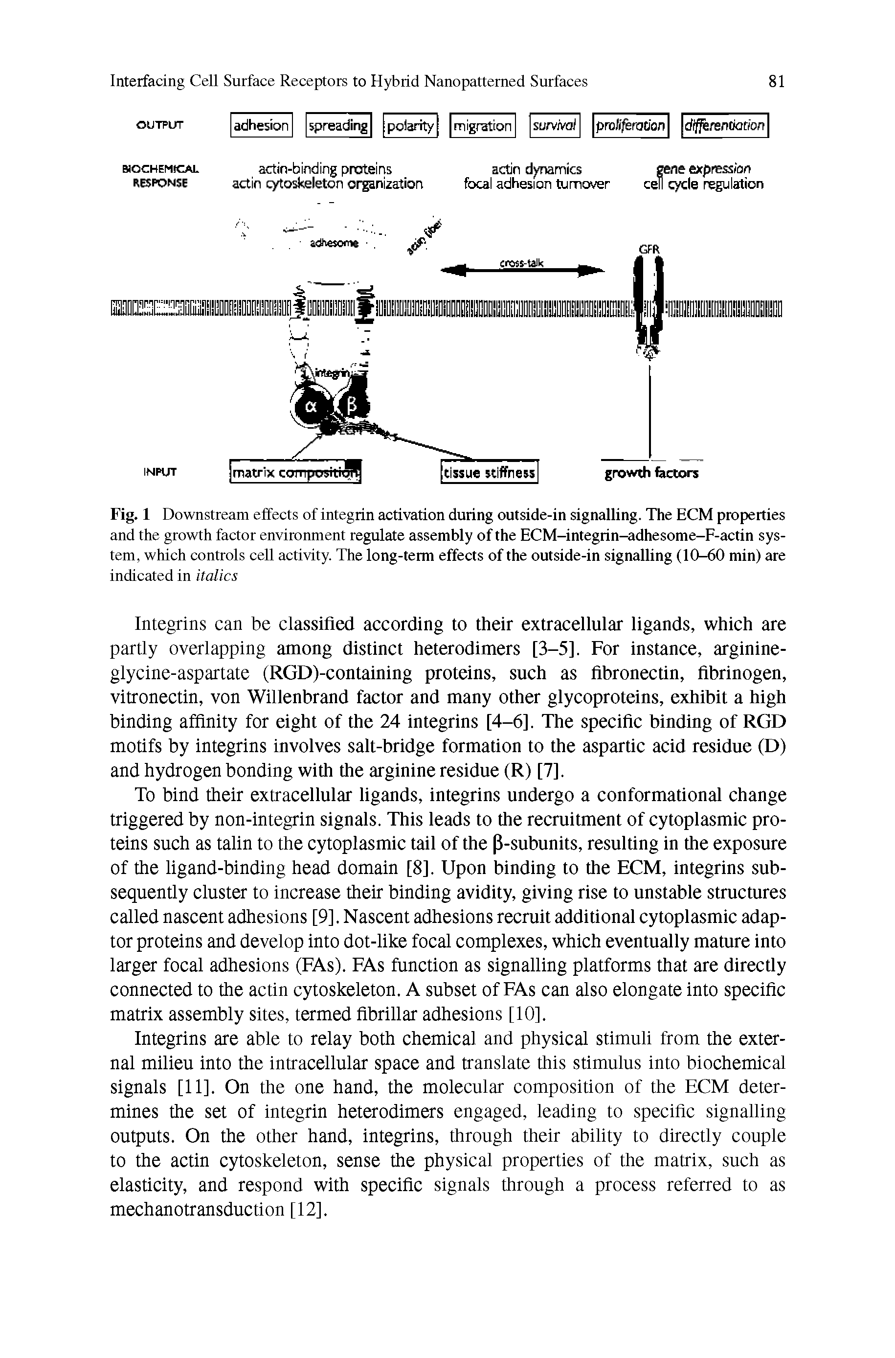 Fig. 1 Downstream effects of integrin activation during outside-in signalling. The ECM properties and the growth factor environment regulate assembly of the ECM-integrin-adhesome-F-actin system, which controls cell activity. The long-term effects of the outside-in signalling (10-60 min) are indicated in italics...