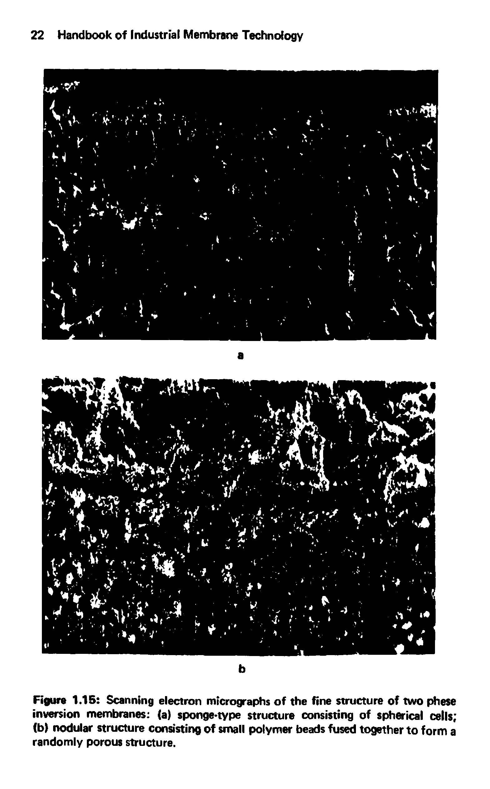 Figure 1.15 Scanning electron micrographs of the fine structure of two phese inversion membranes (a) sponge-type structure consisting of spherical cells (b nodular structure consisting of small polymer beads fused together to form a randomly porous structure.