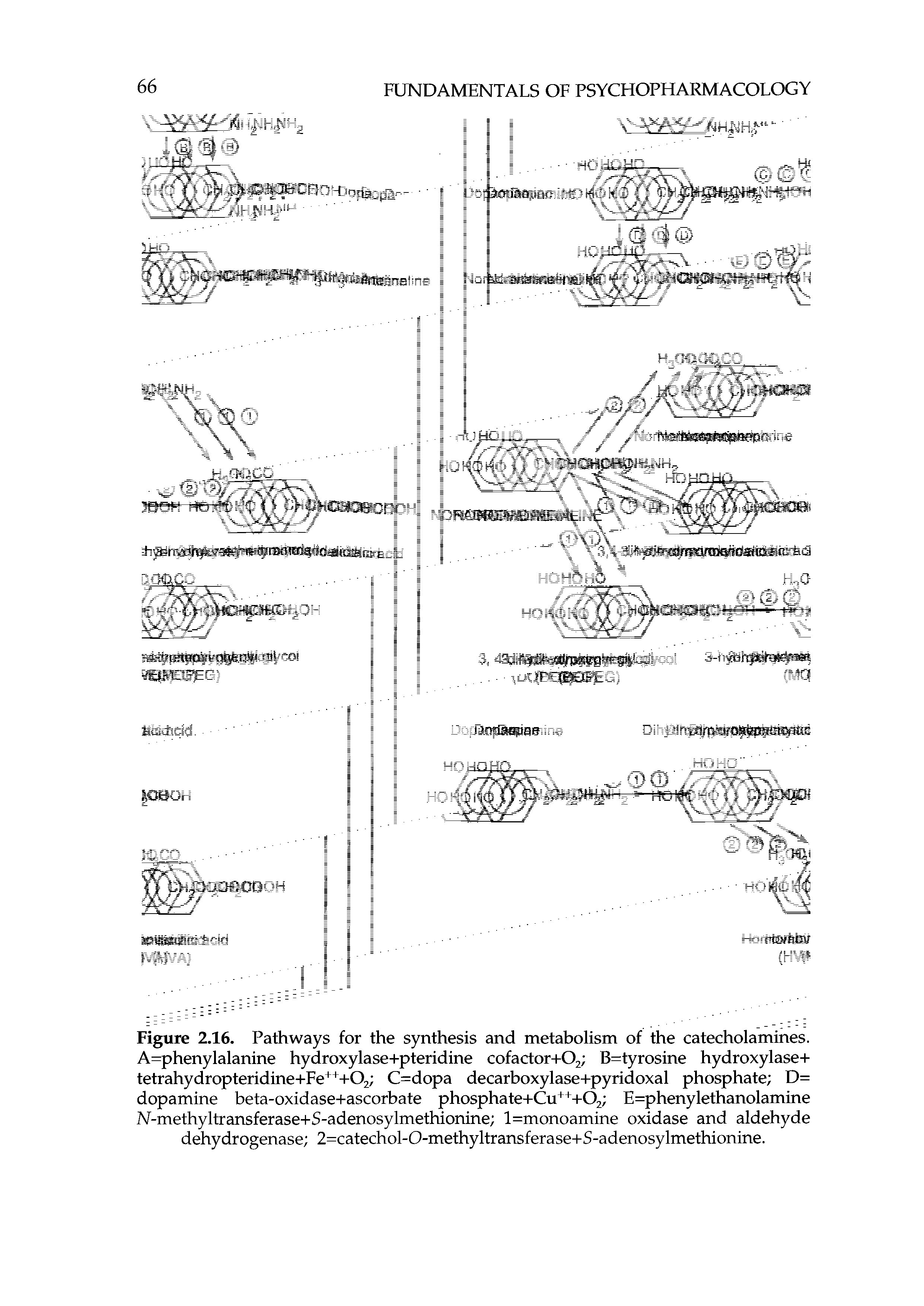 Figure 2.16. Pathways for the synthesis and metabolism of the catecholamines. A=phenylalanine hydroxylase+pteridine cofactor+Oj B tyrosine hydroxylase+ tetrahydropteridme+Fe+ +Oj C=dopa decarboxylase+pyridoxal phosphate D= dopamine beta-oxidase+ascorbate phosphate+Cu+ +Oj E=phenylethanolamine N-methyltransferase+S-adenosylmethionine l=monoamine oxidase and aldehyde dehydrogenase 2=catechol-0-methyltransferase+S-adenosylmethionine.