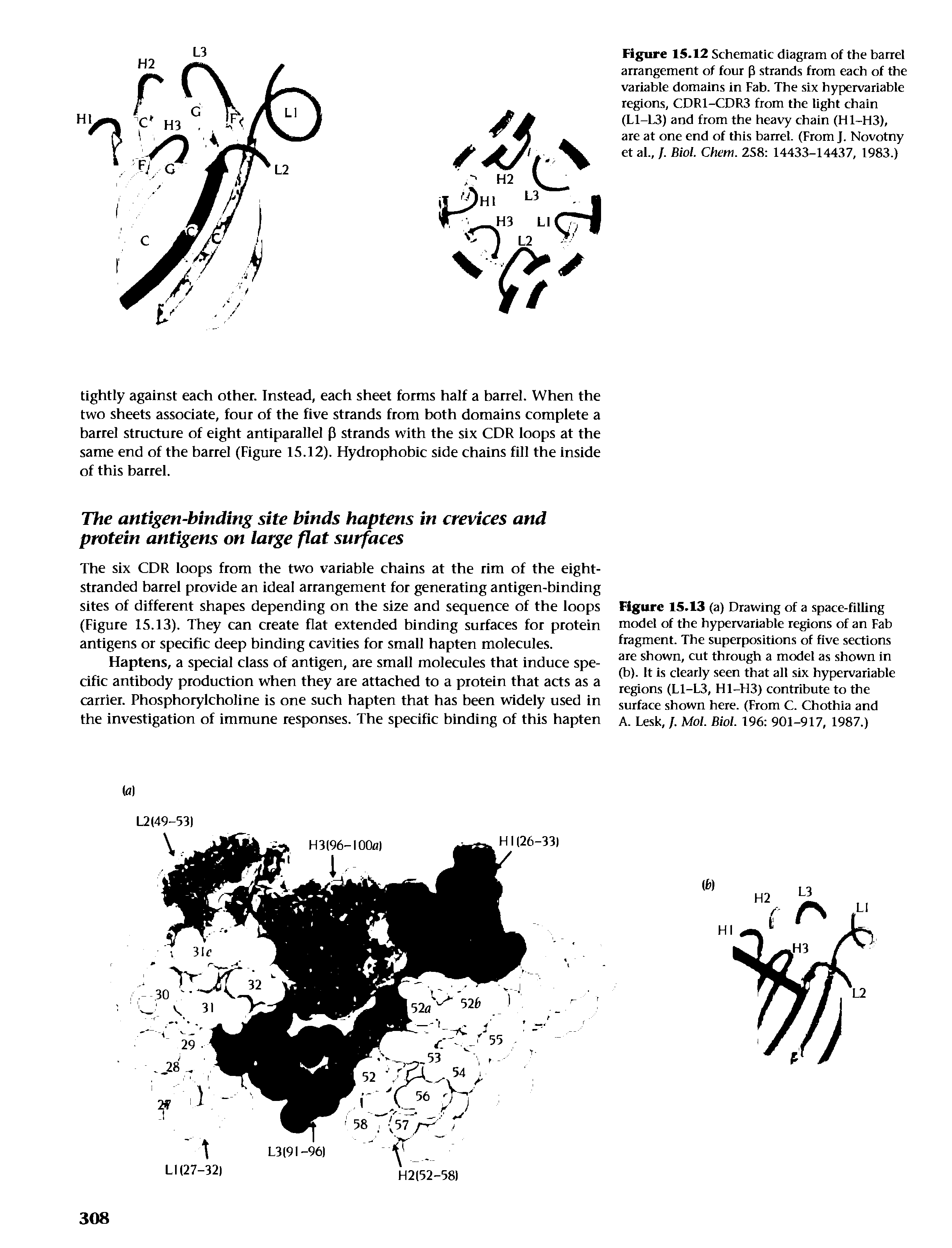 Figure 15.12 Schematic diagram of the barrel arrangement of four p strands from each of the variable domains in Fab. The six hypervariable regions, CDR1-CDR3 from the light chain (L1-L3) and from the heavy chain (H1-H3), are at one end of this barrel. (From J. Novotny et al., /. Biol. Chem. 2S8 14433-14437, 1983.)...