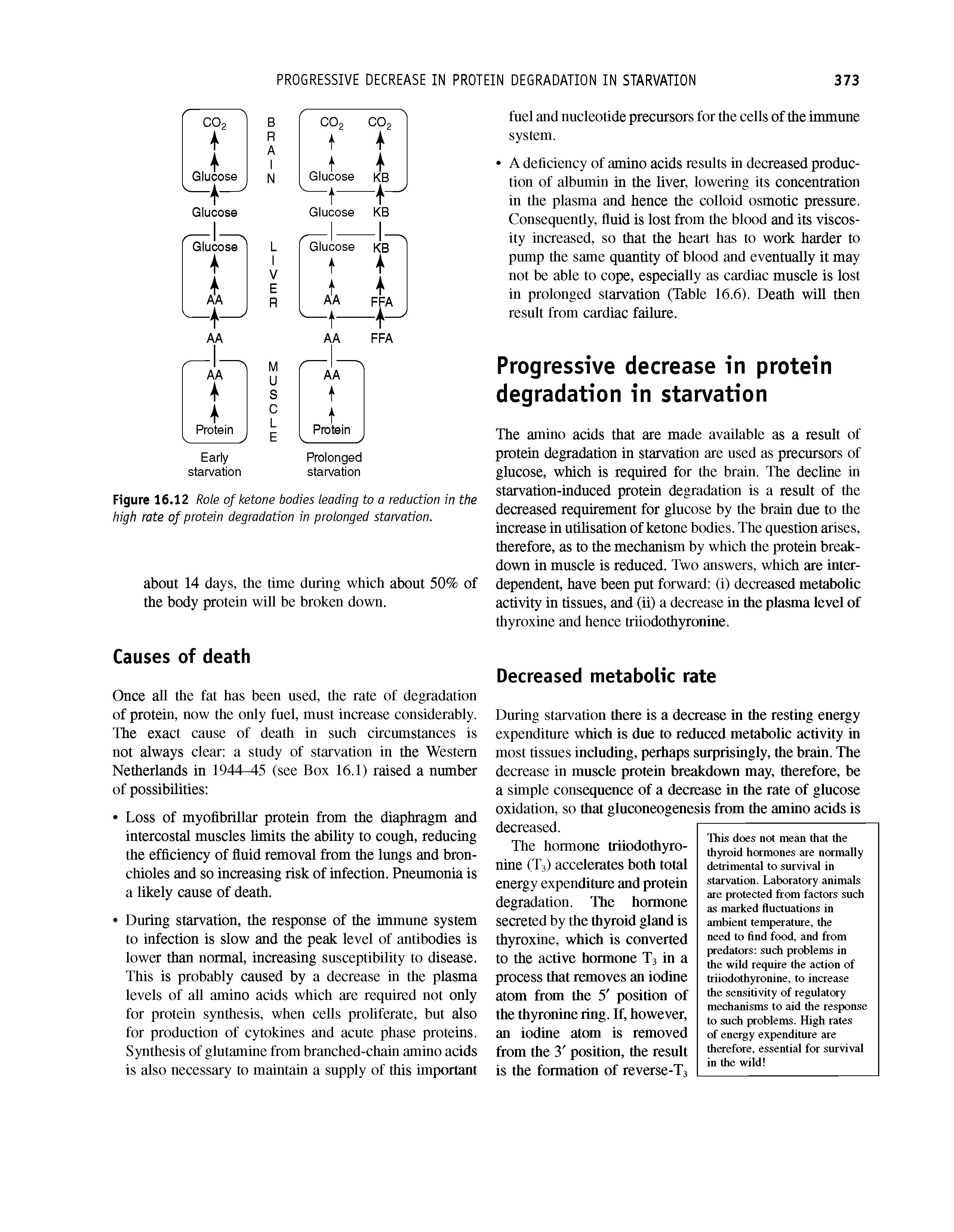 Figure 16.12 Role of ketone bodies leading to a reduction in the high rate of protein degradation in prolonged starvation.