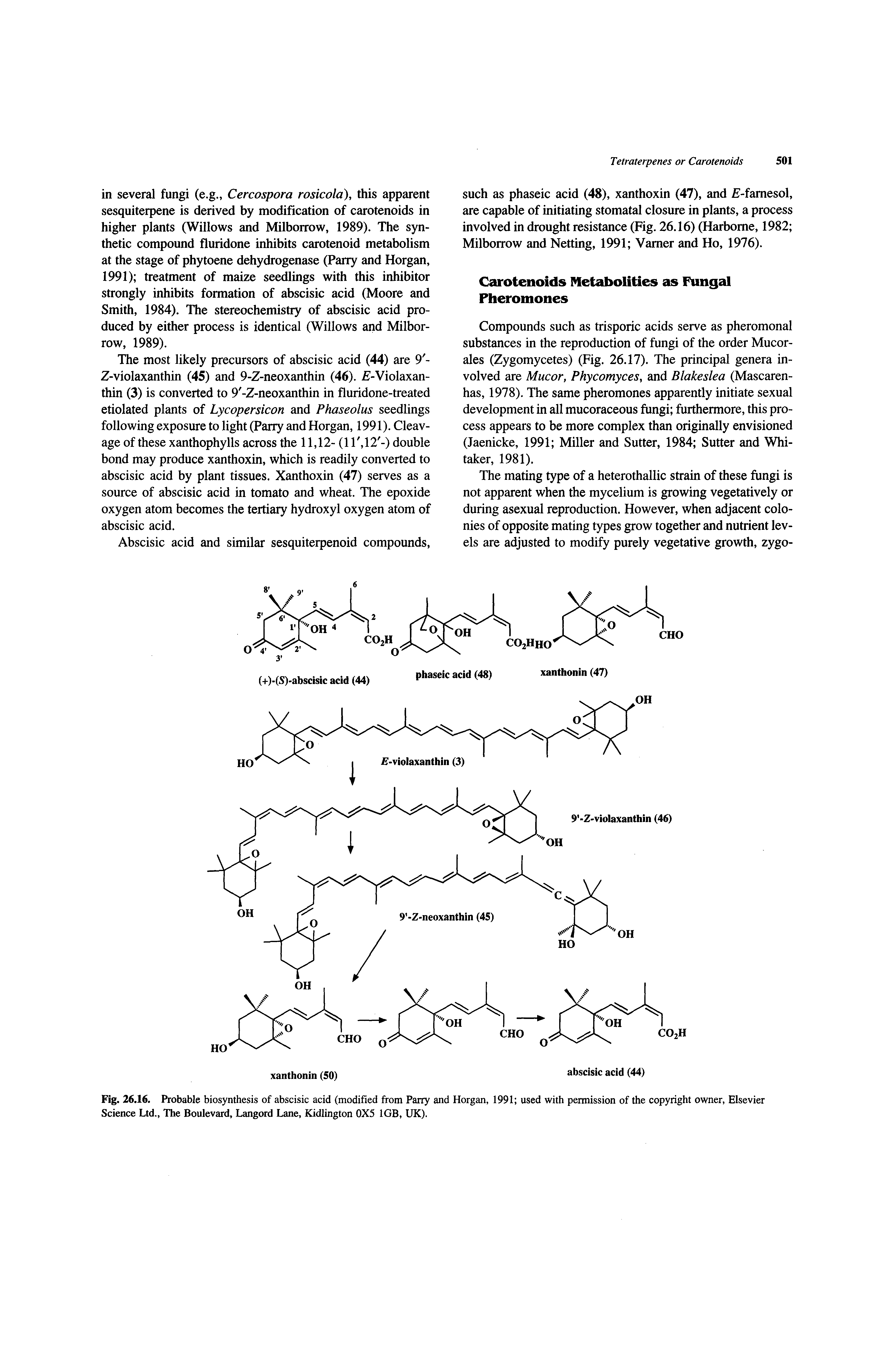 Fig. 26.16. Probable biosynthesis of abscisic acid (modified from Parry and Morgan, 1991 used with permission of the copyright owner, Elsevier Science Ltd., The Boulevard, Langord Lane, Kidlington 0X5 1GB, UK).