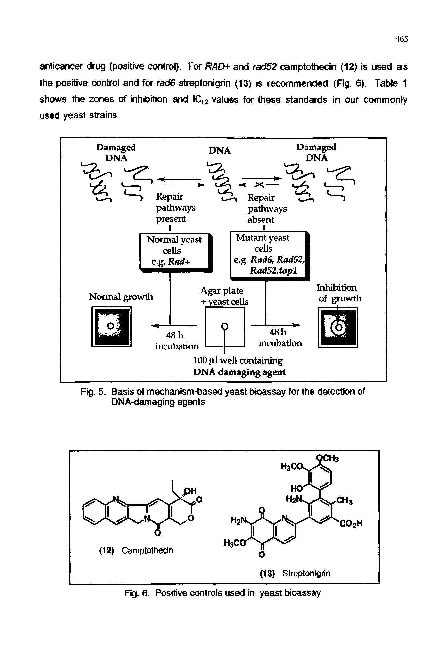 Fig. 5. Basis of mechanism-based yeast bioassay for the detection of DNA-damaging agents...