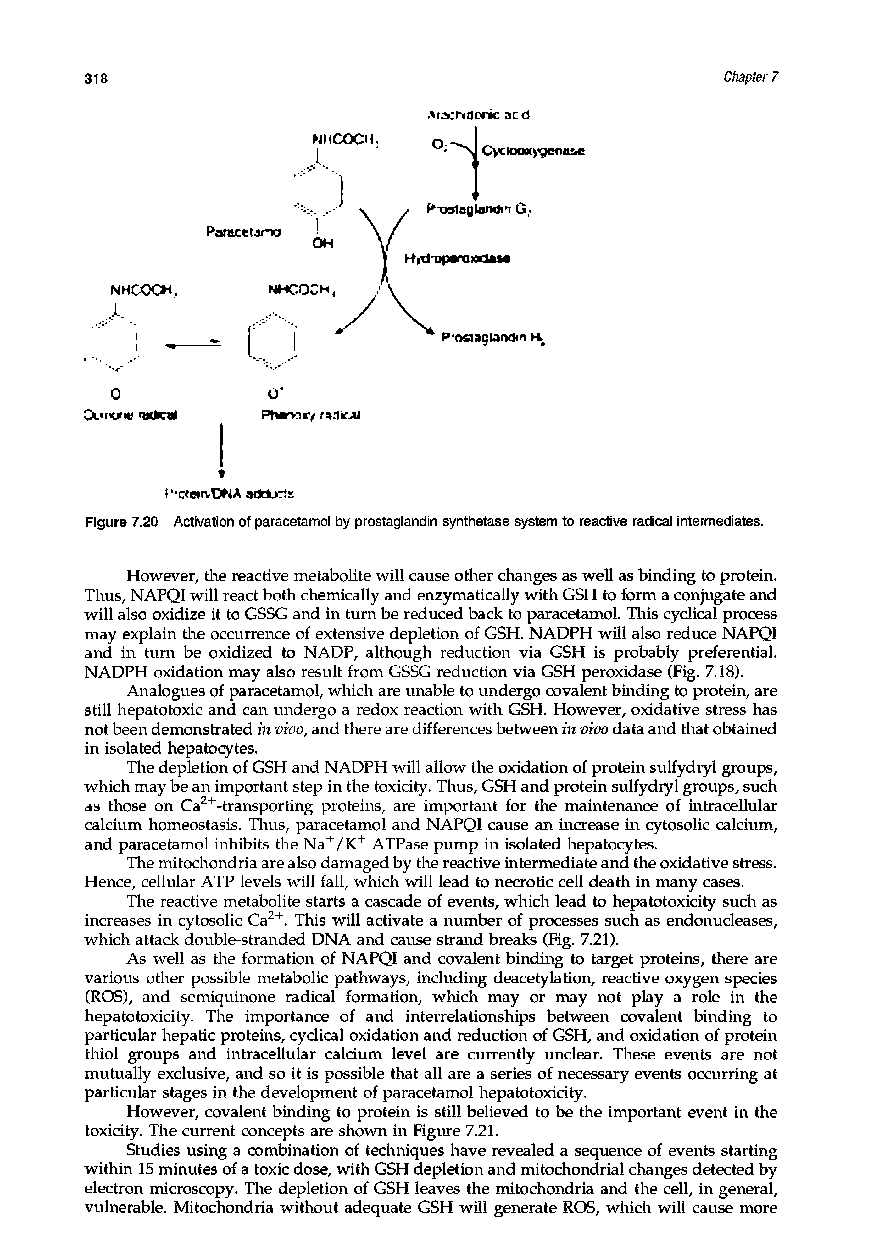 Figure 7.20 Activation of paracetamol by prostaglandin synthetase system to reactive radical intermediates.