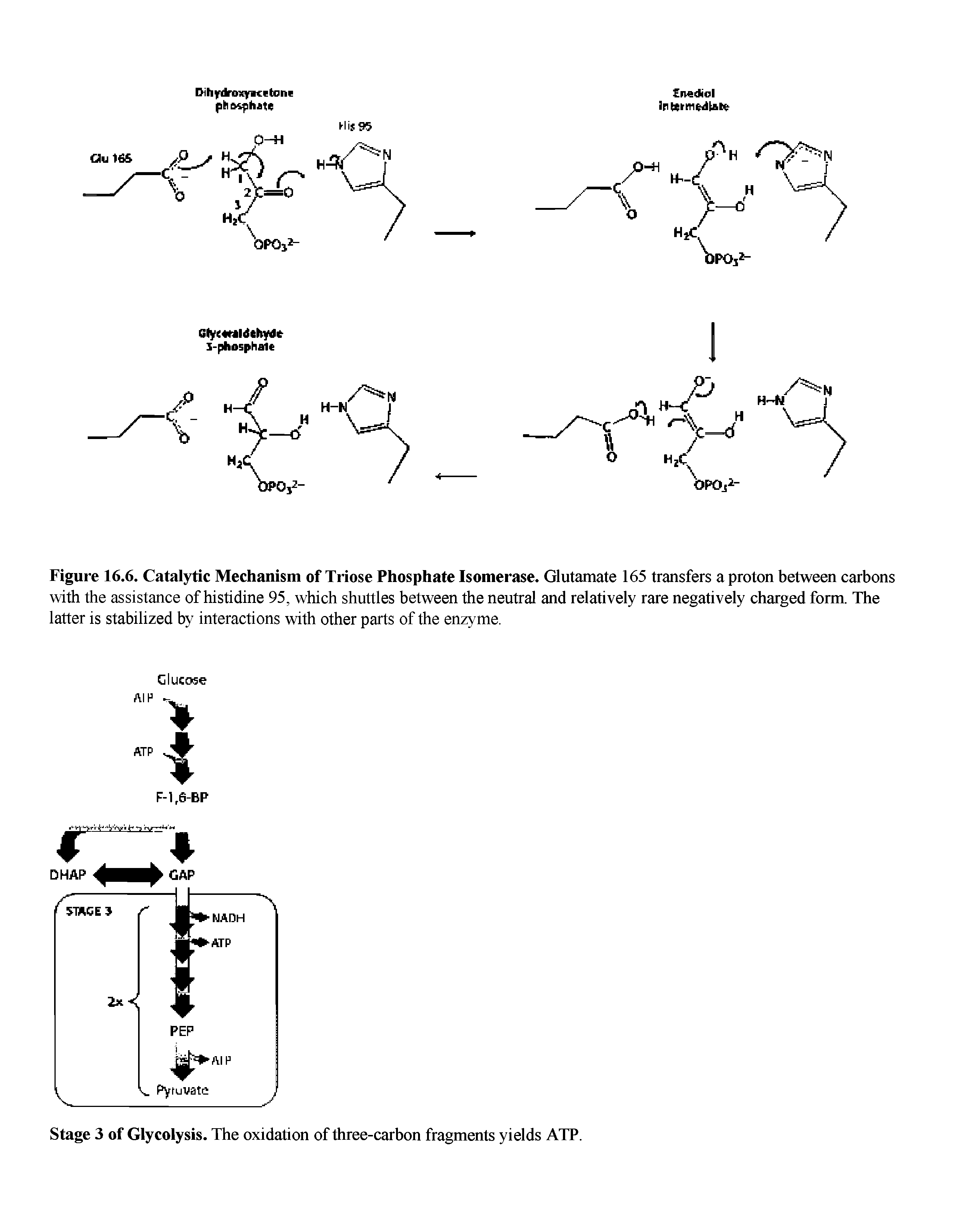 Figure 16.6. Catalytic Mechanism of Triose Phosphate Isomerase. Glutamate 165 transfers a proton between carbons with the assistance of histidine 95, which shuttles between the neutral and relatively rare negatively charged form. The latter is stabilized by interactions with other parts of the enzyme.