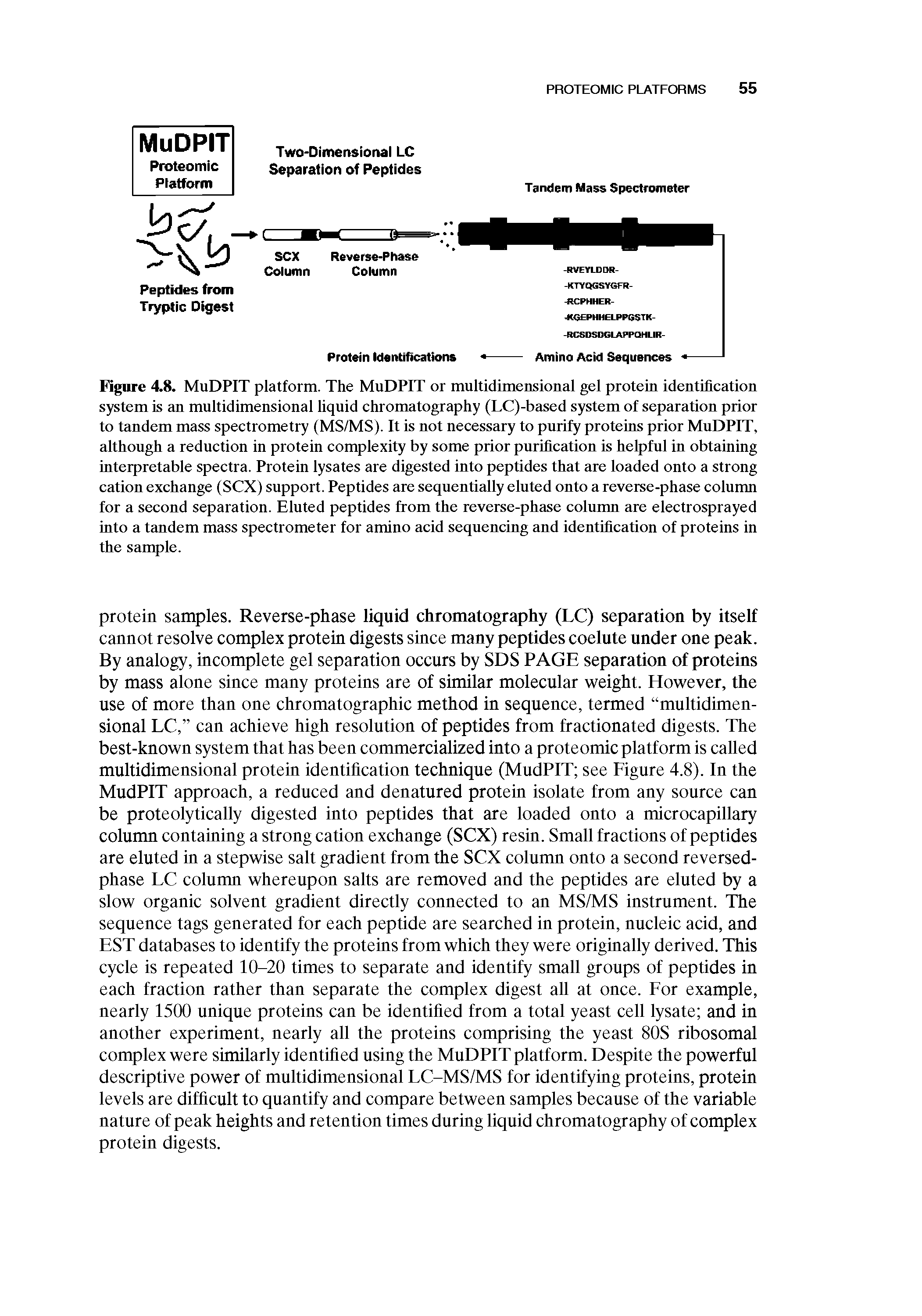 Figure 4.8. MuDPIT platform. The MuDPIT or multidimensional gel protein identification system is an multidimensional liquid chromatography (LC)-based system of separation prior to tandem mass spectrometry (MS/MS). It is not necessary to purify proteins prior MuDPIT, although a reduction in protein complexity by some prior purification is helpful in obtaining interpretable spectra. Protein lysates are digested into peptides that are loaded onto a strong cation exchange (SCX) support. Peptides are sequentially eluted onto a reverse-phase column for a second separation. Eluted peptides from the reverse-phase column are electrosprayed into a tandem mass spectrometer for amino acid sequencing and identification of proteins in the sample.