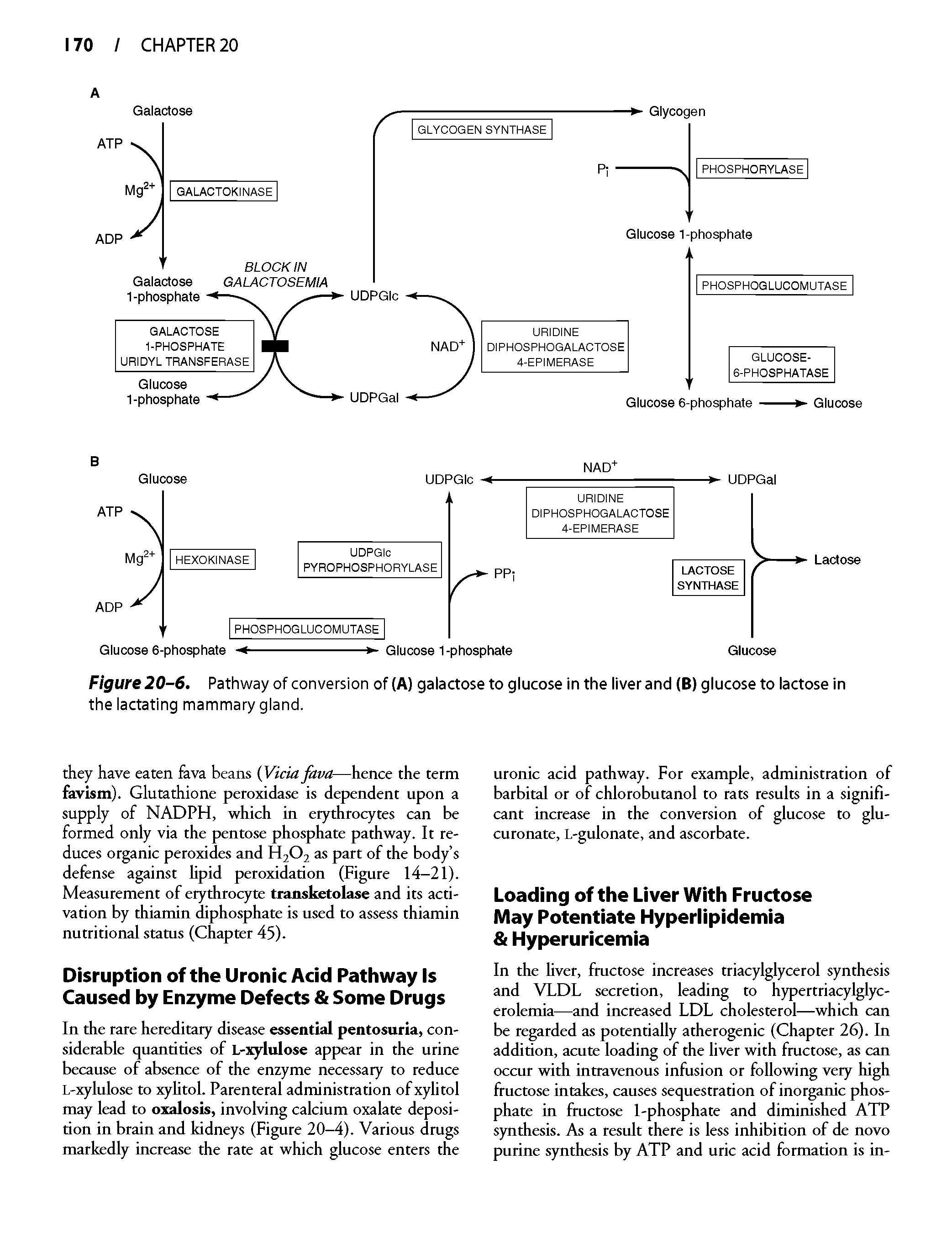 Figure 20-6. Pathway of conversion of (A) galactose to glucose in the liver and (B) glucose to lactose in the lactating mammary gland.