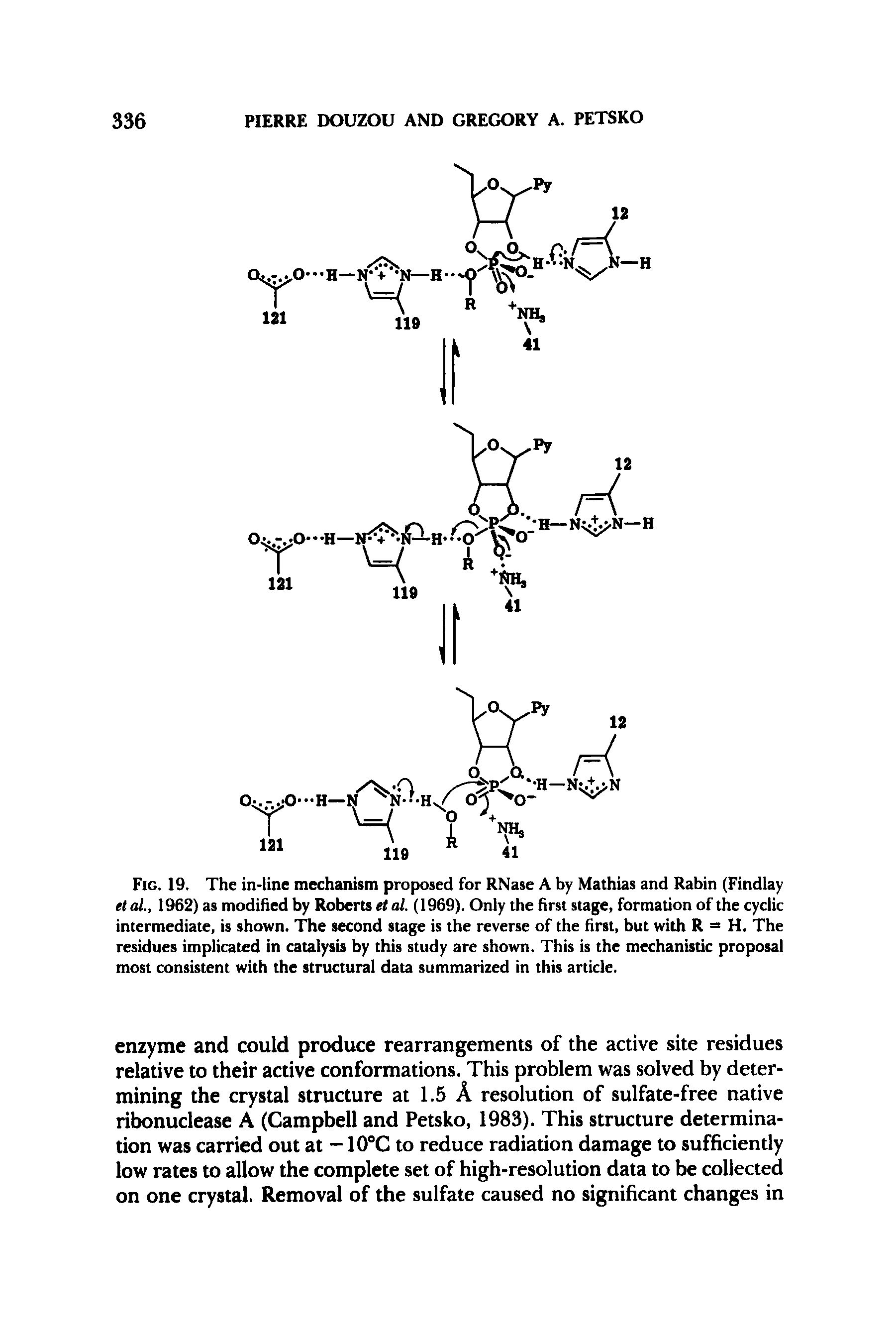 Fig. 19. The in-line mechanism propiosed for RNase A by Mathias and Rabin (Findlay etd 1962) as modified by Roberts et al. (1969). Only the first stage, formation of the cyclic intermediate, is shown. The second stage is the reverse of the first, but with R = H. The residues implicated in catalysis by this study are shown. This is the mechanistic proposal most consistent with the structural data summarized in this article.