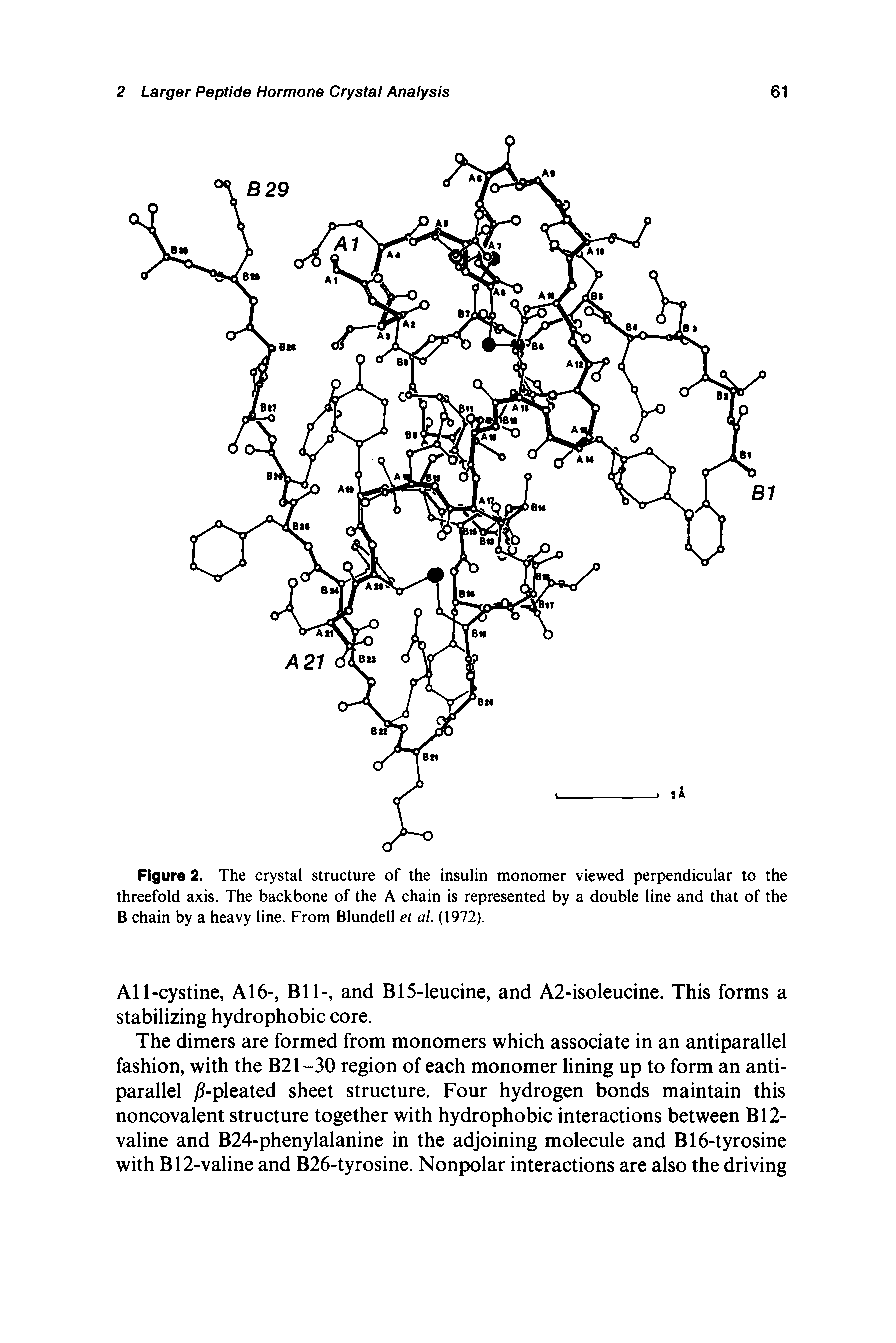 Figure 2. The crystal structure of the insulin monomer viewed perpendicular to the threefold axis. The backbone of the A chain is represented by a double line and that of the B chain by a heavy line. From Blundell et al (1972).